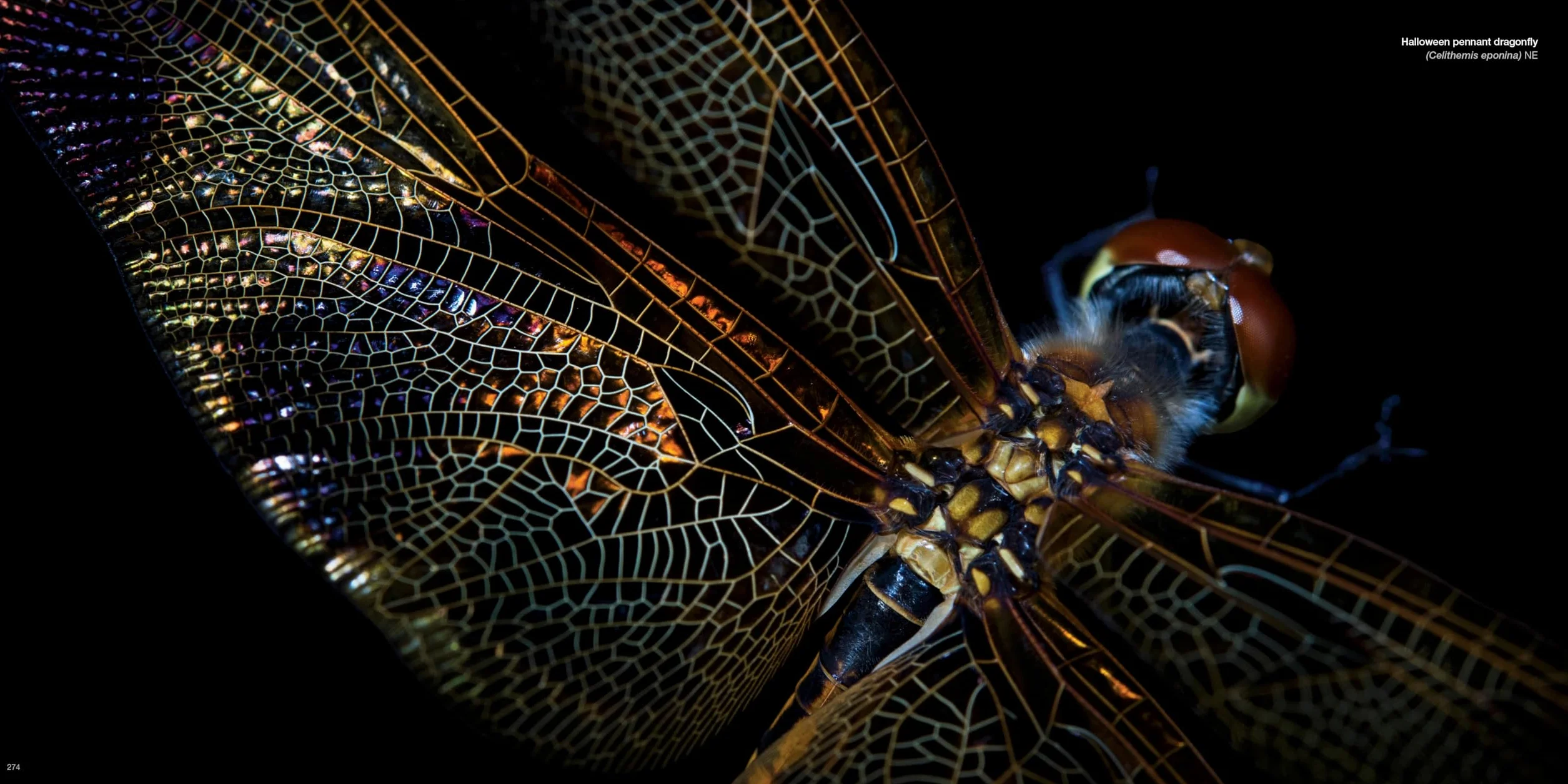 National Geographic The Photo Ark: One Man's Quest to Document the World's Animals