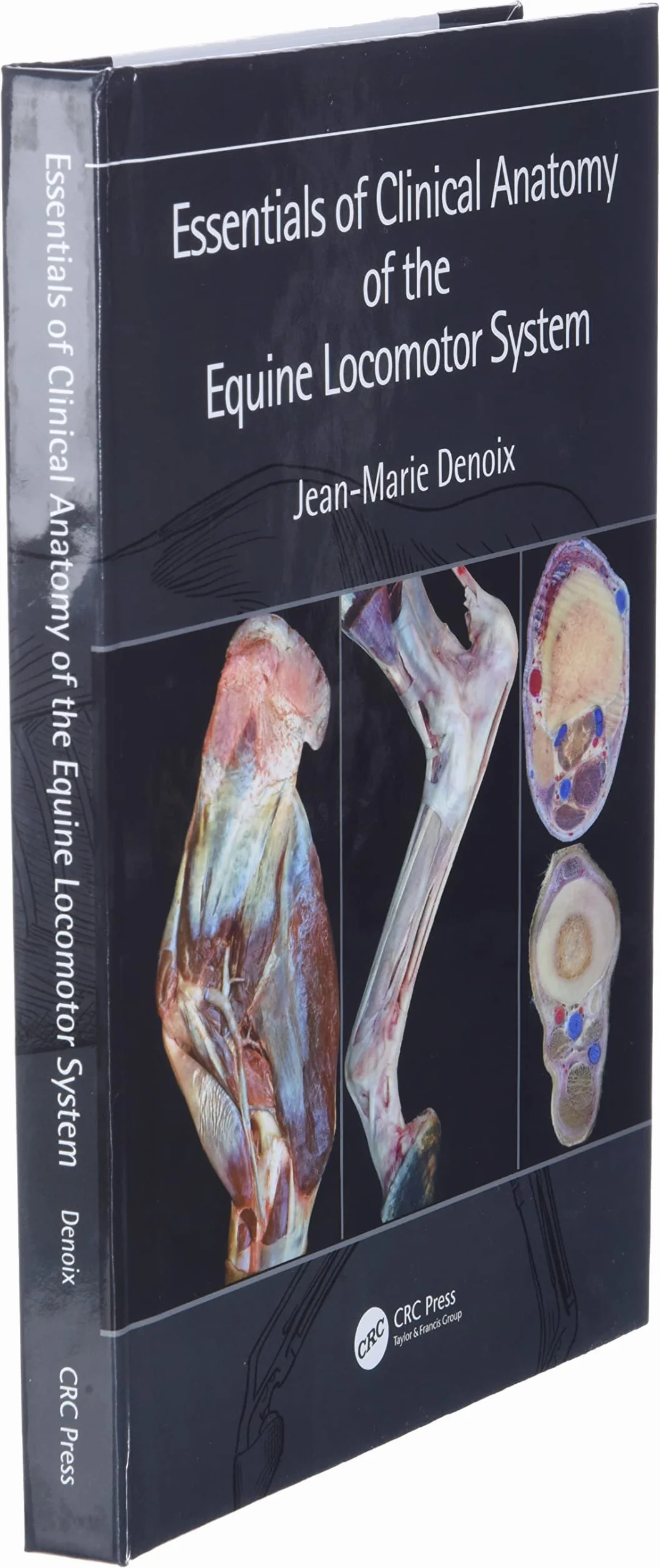 Clinical Anatomy of the Equine Locomotor System