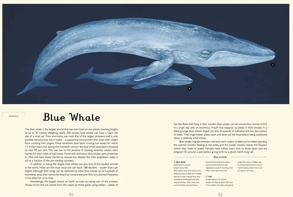 Oceanarium: by author Loveday Trinick and illustrator Teagan White