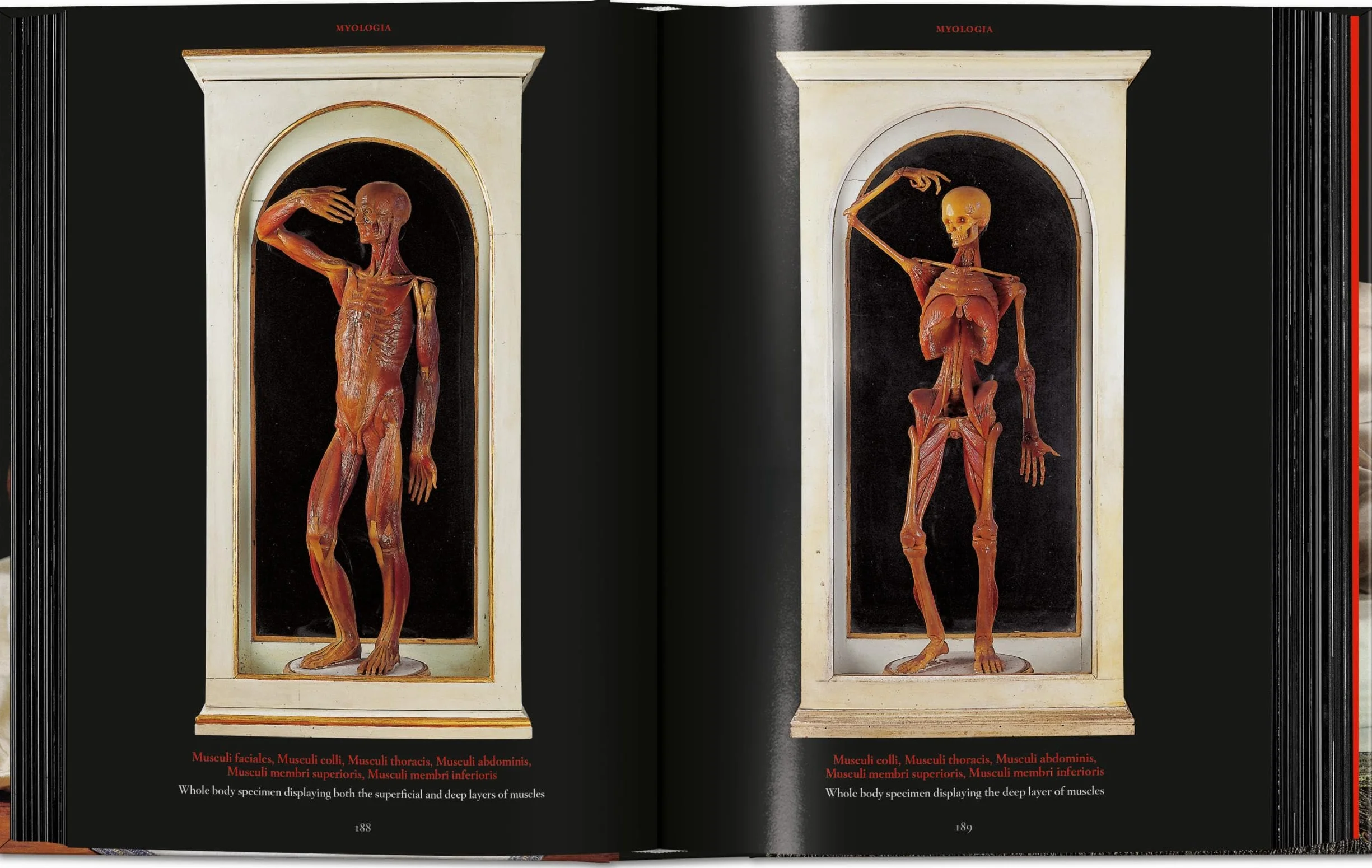 Anatomical Waxes. 45th Ed.