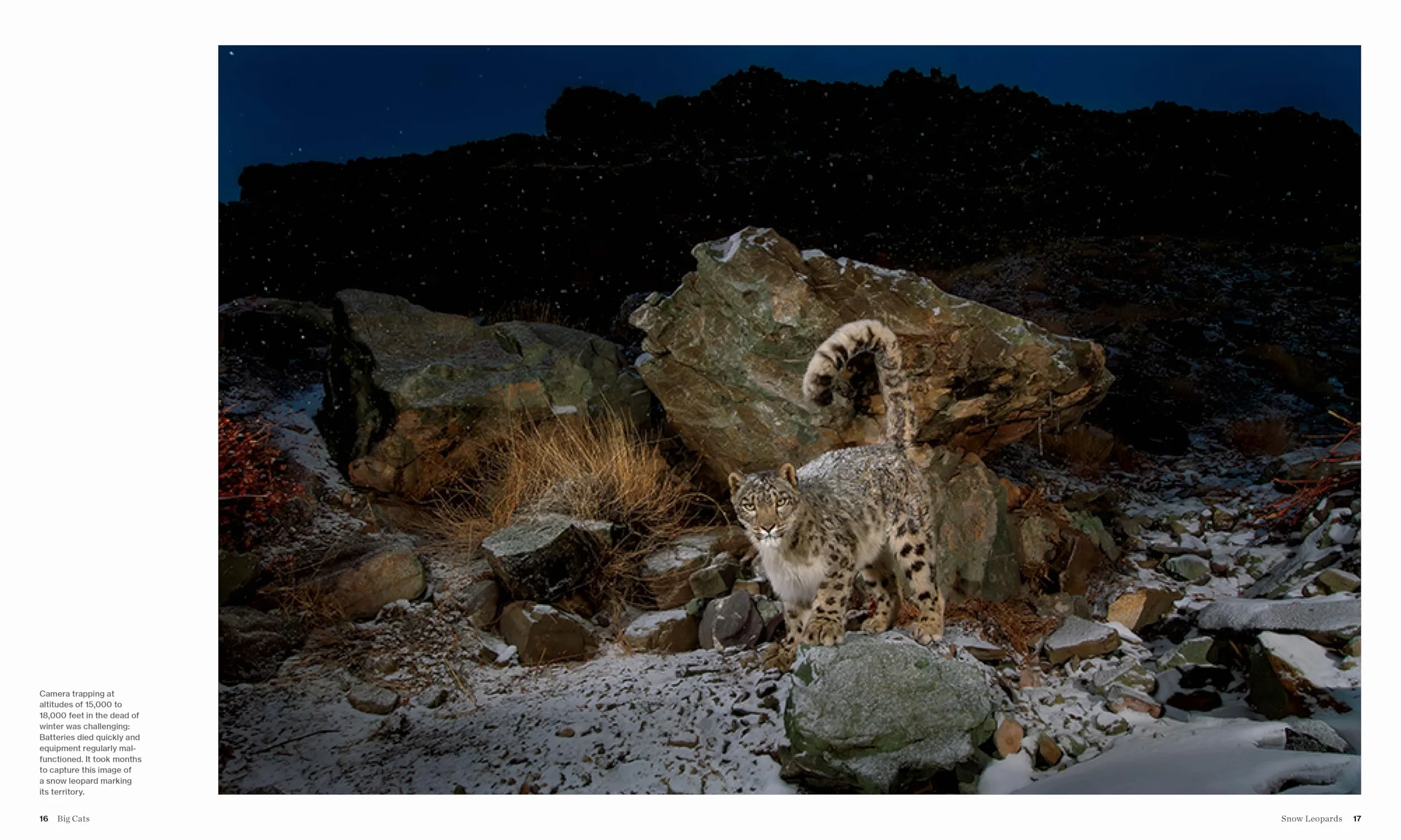 Big Cats