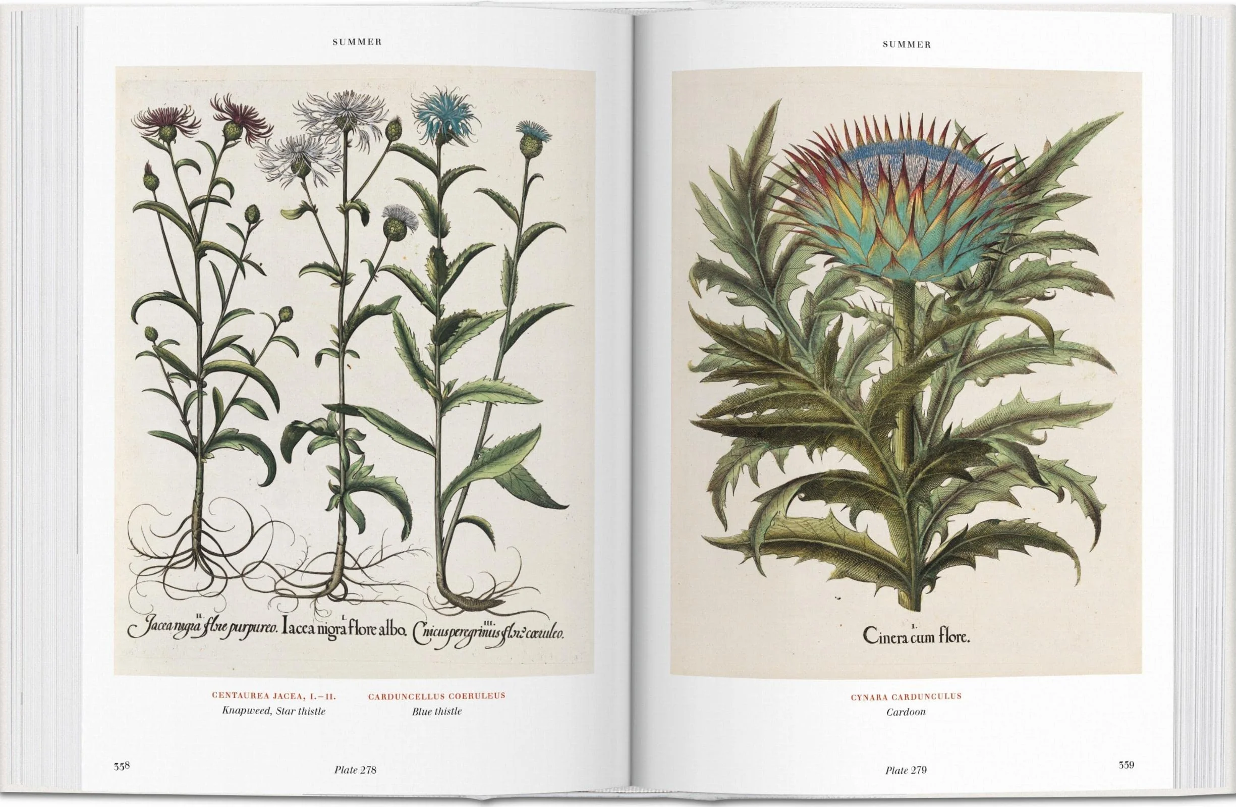 Basilius beslers florilegium the book of plants anglais