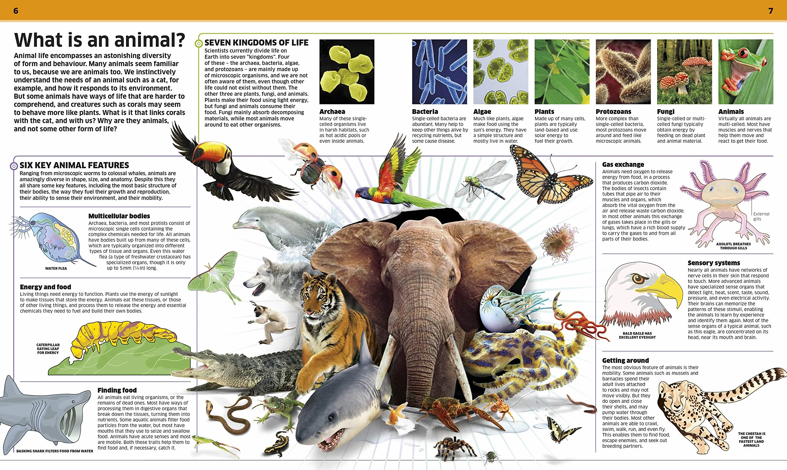 Knowledge Encyclopedia Animal!: The Animal Kingdom as you've Never Seen it Before