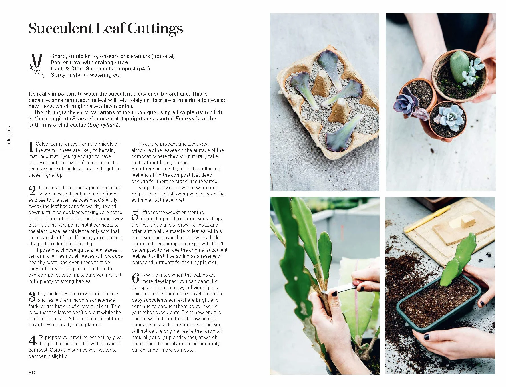 Root, Nurture, Grow: The Essential Guide to Propagating and Sharing Houseplants