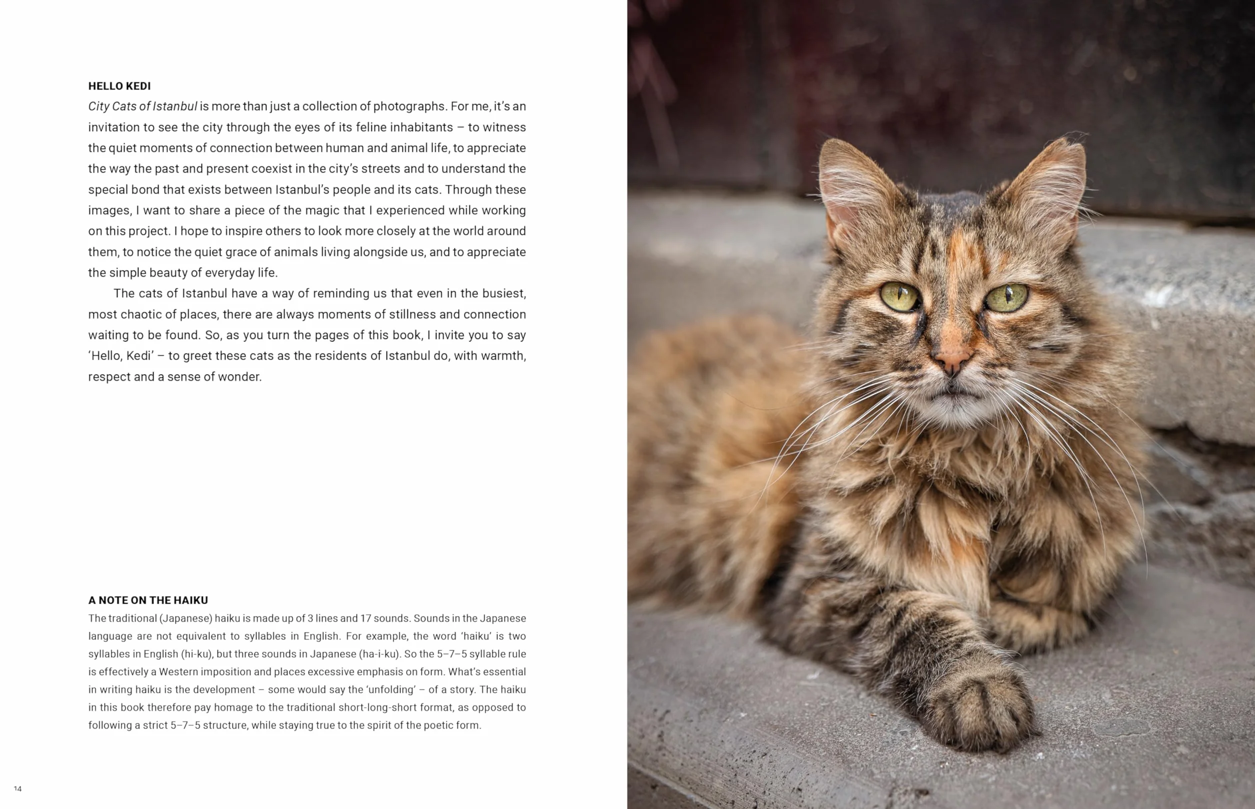 City Cats of Istanbul /anglais