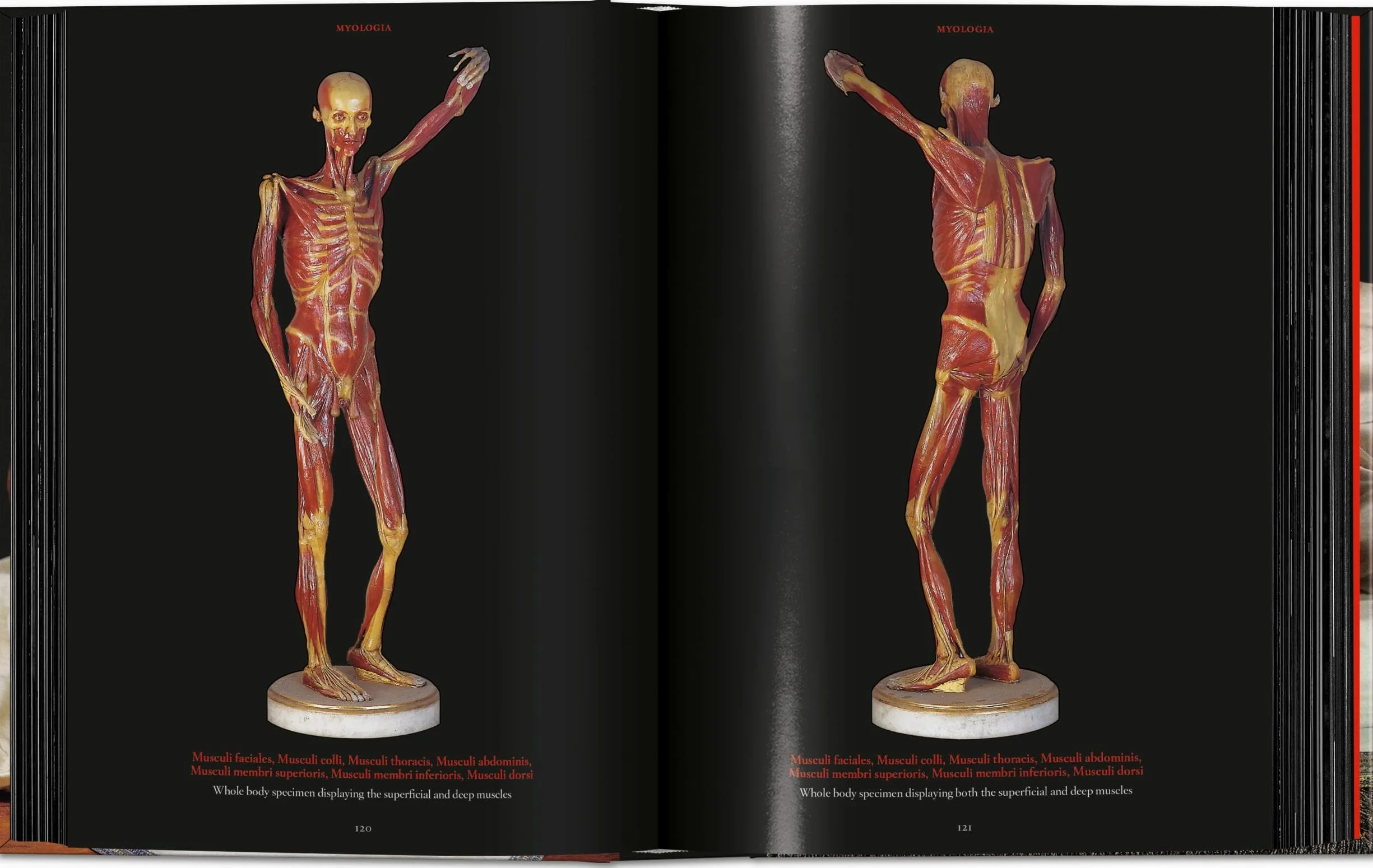 Anatomical Waxes. 45th Ed.