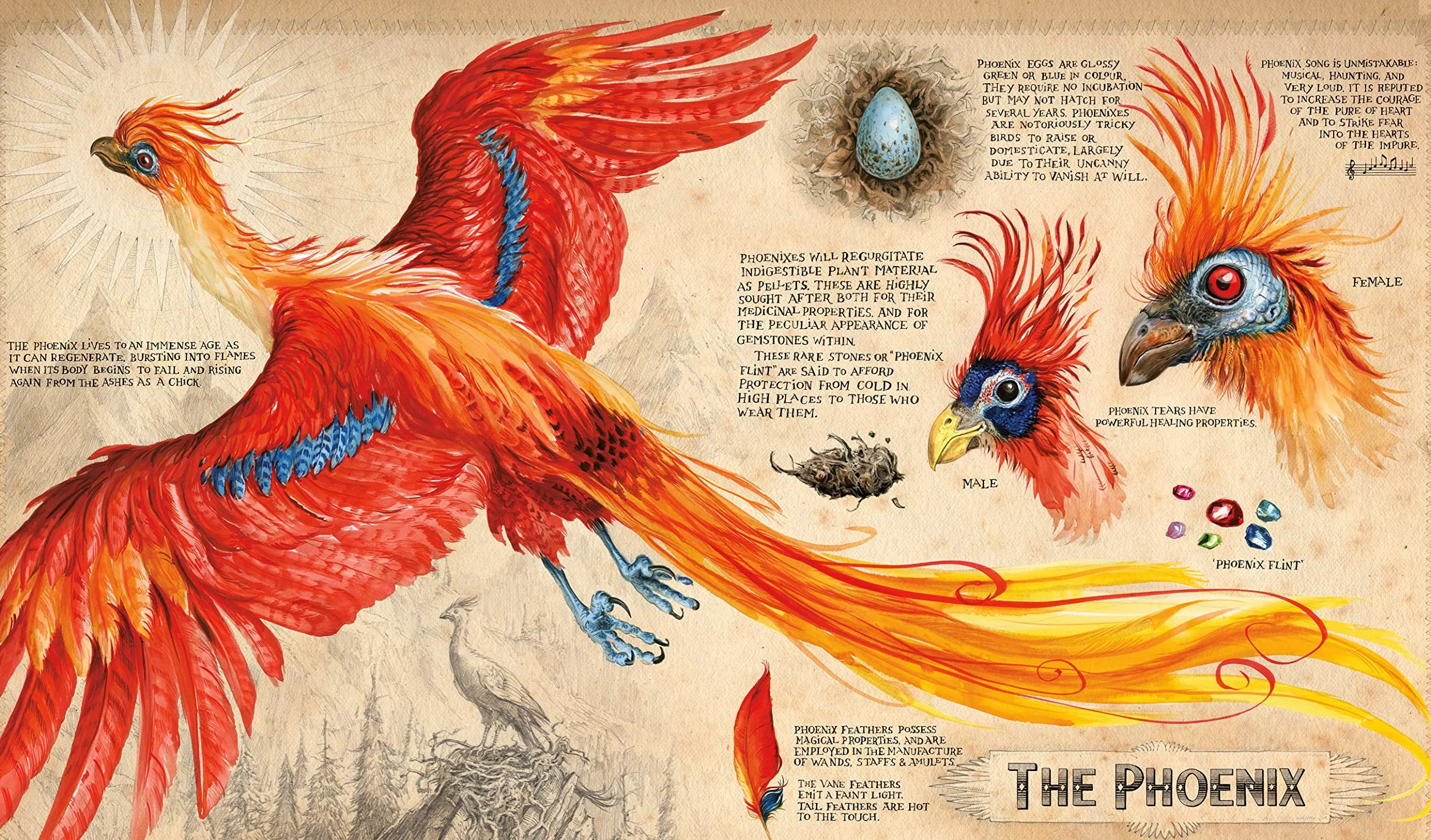 Harry Potter and the Chamber of Secrets: Illustrated Edition