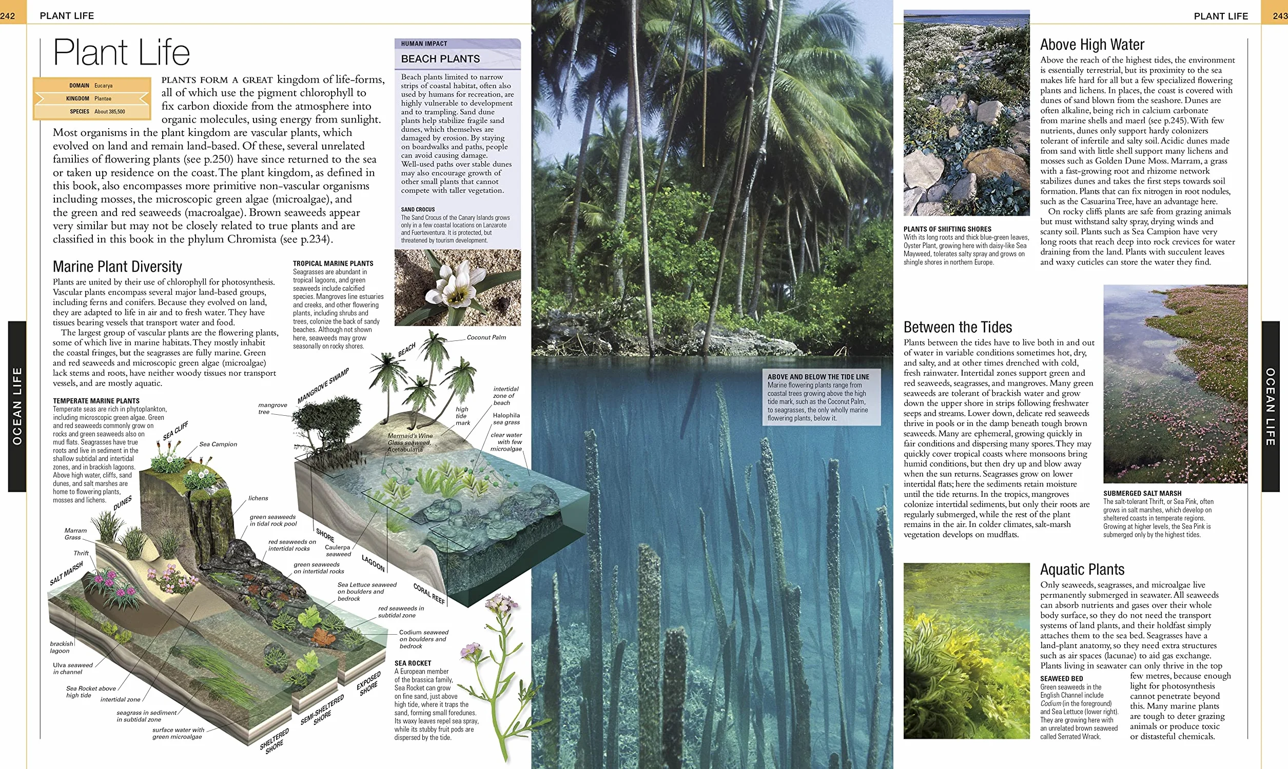Ocean: The Definitive Visual Guide