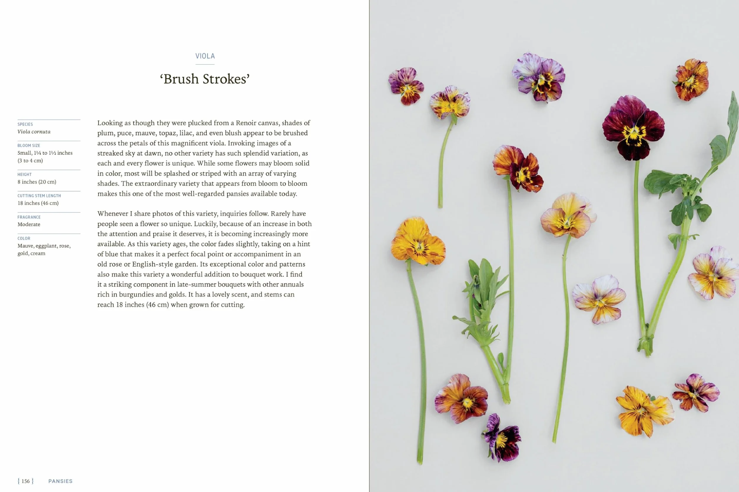 Pansies Violas Growing Guide: Create Beauty with Pansies and Violas