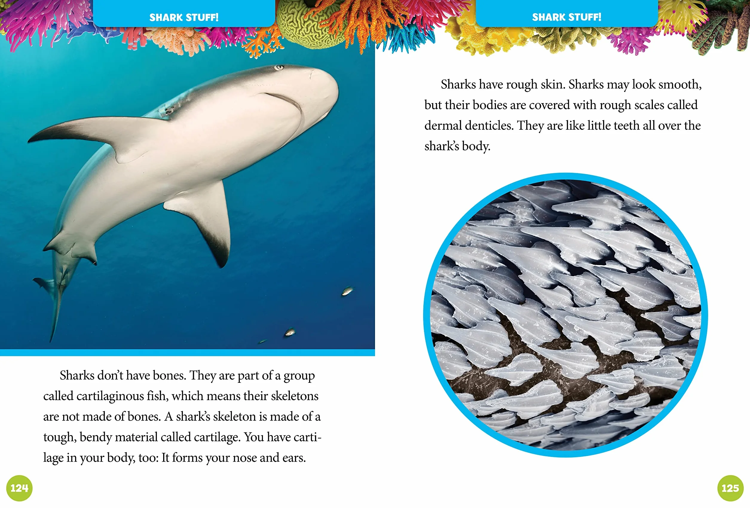 National Geographic Kids 5-Minute Shark Stories