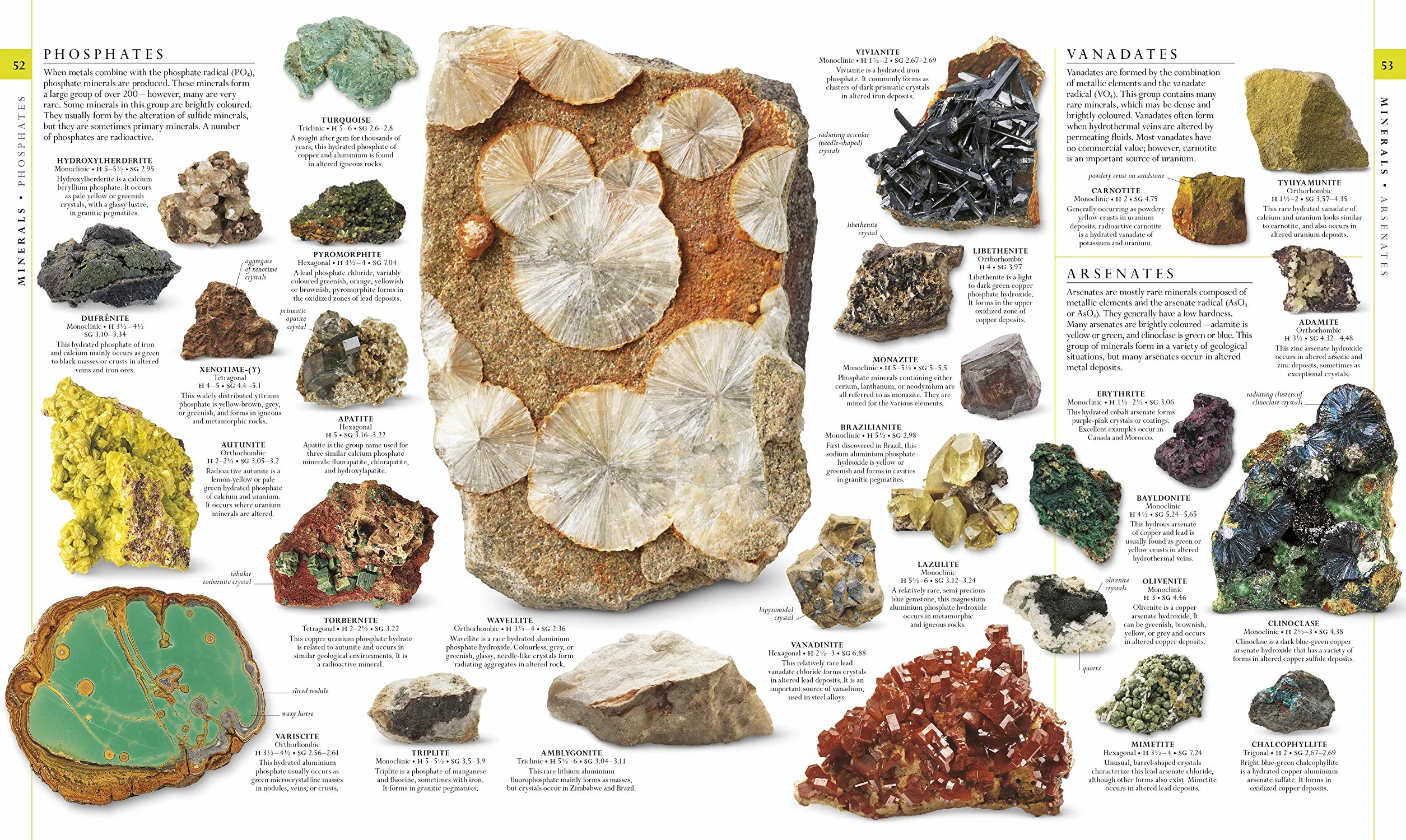 The Natural History Book: The Ultimate Visual Guide to Everything on Earth