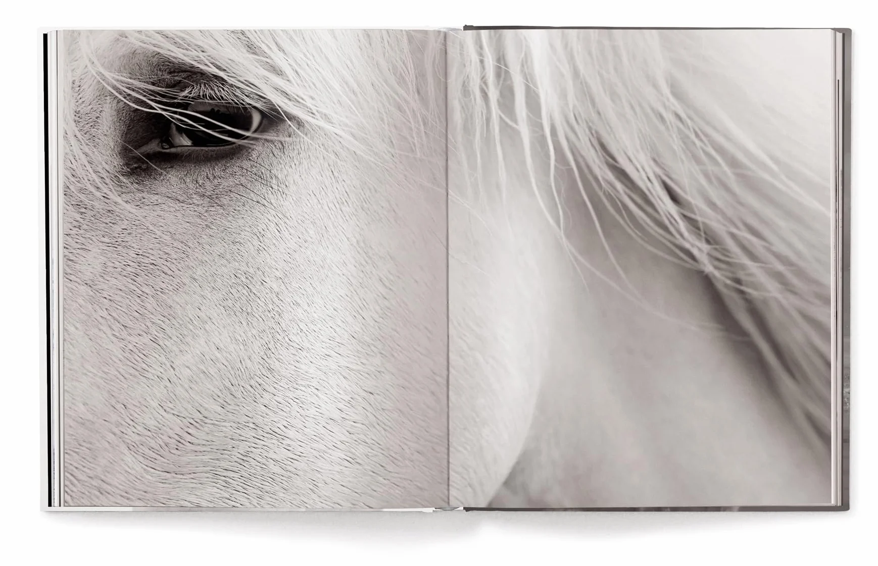 Untamed Spirits: Horses from Around the World