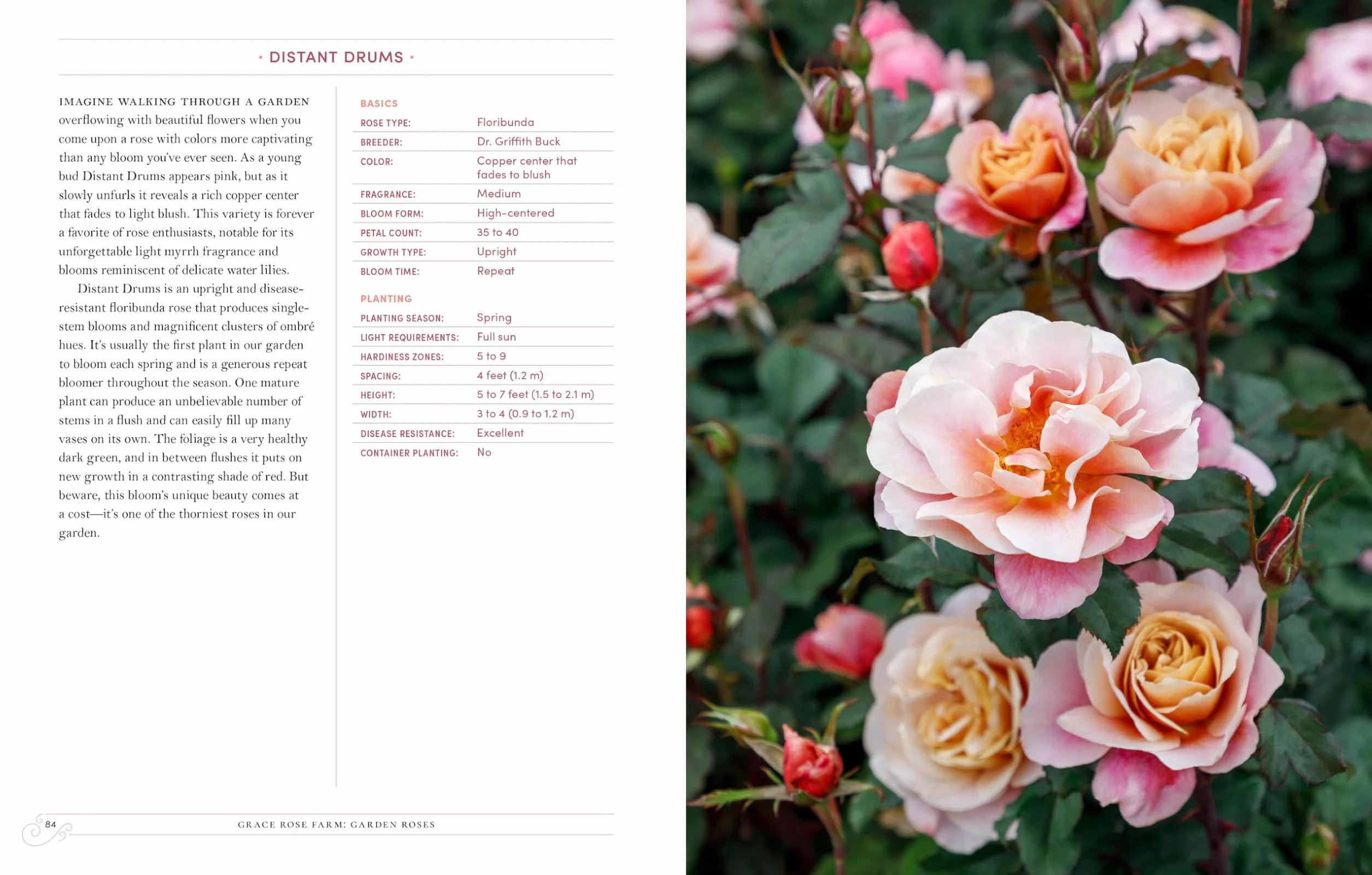 Grace Rose Farm: Garden Roses: Growing & Arranging Spectacular Blooms