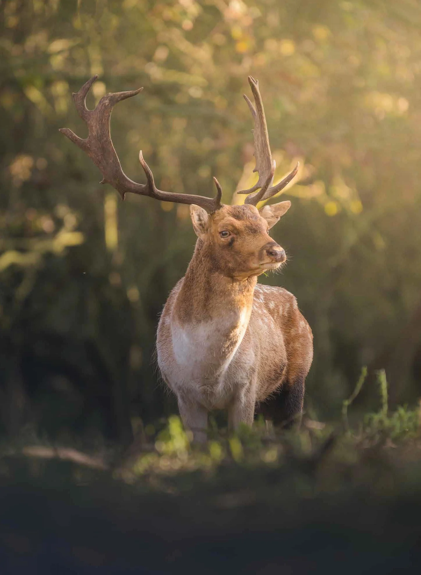 The Beauty of the Netherlands: 10 Years of Photography by Albert Dros