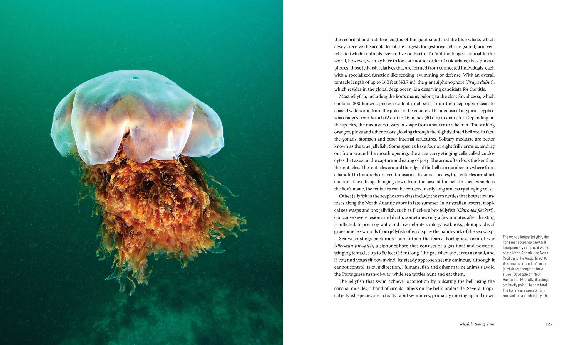 Creatures of the Deep: In Search of the Sea's Monsters