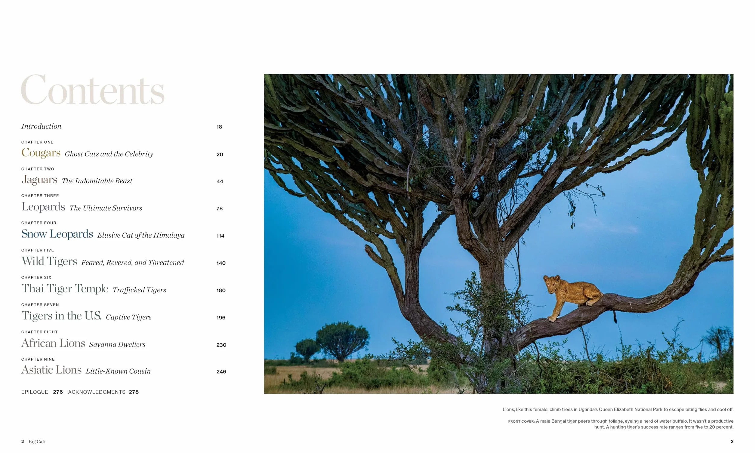 Big Cats