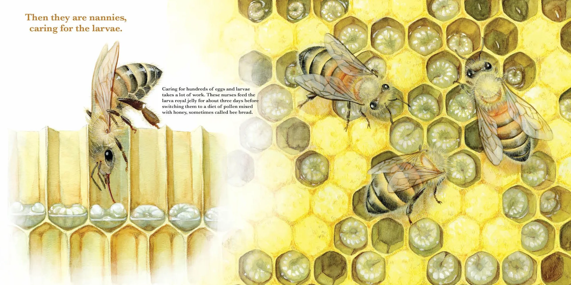 Honey Bees, Nature's Pollinators