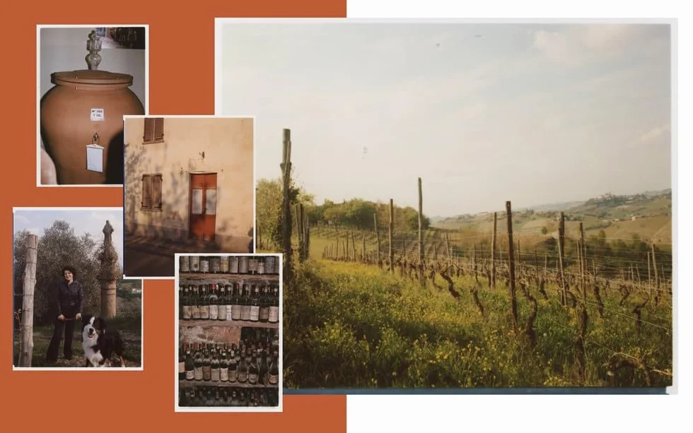 Italian Wine History, Regions, and Grapes of an Iconic Wine Country
