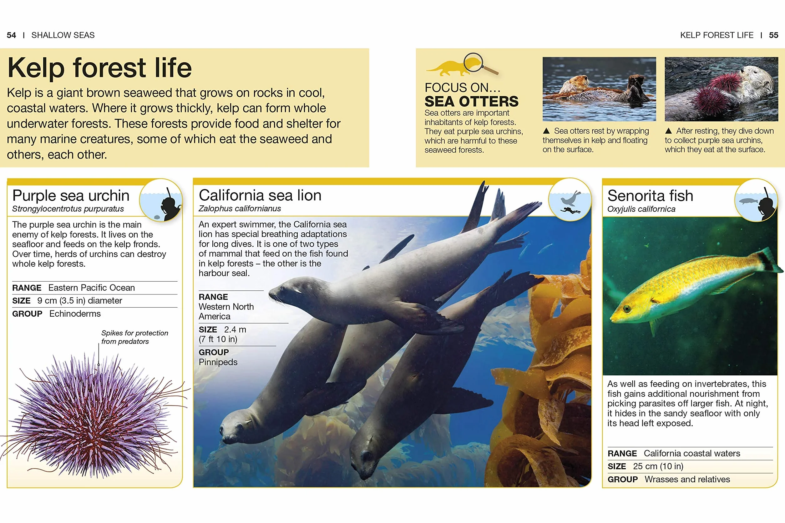 Ocean: Facts at Your Fingertips (Pocket Eyewitness)