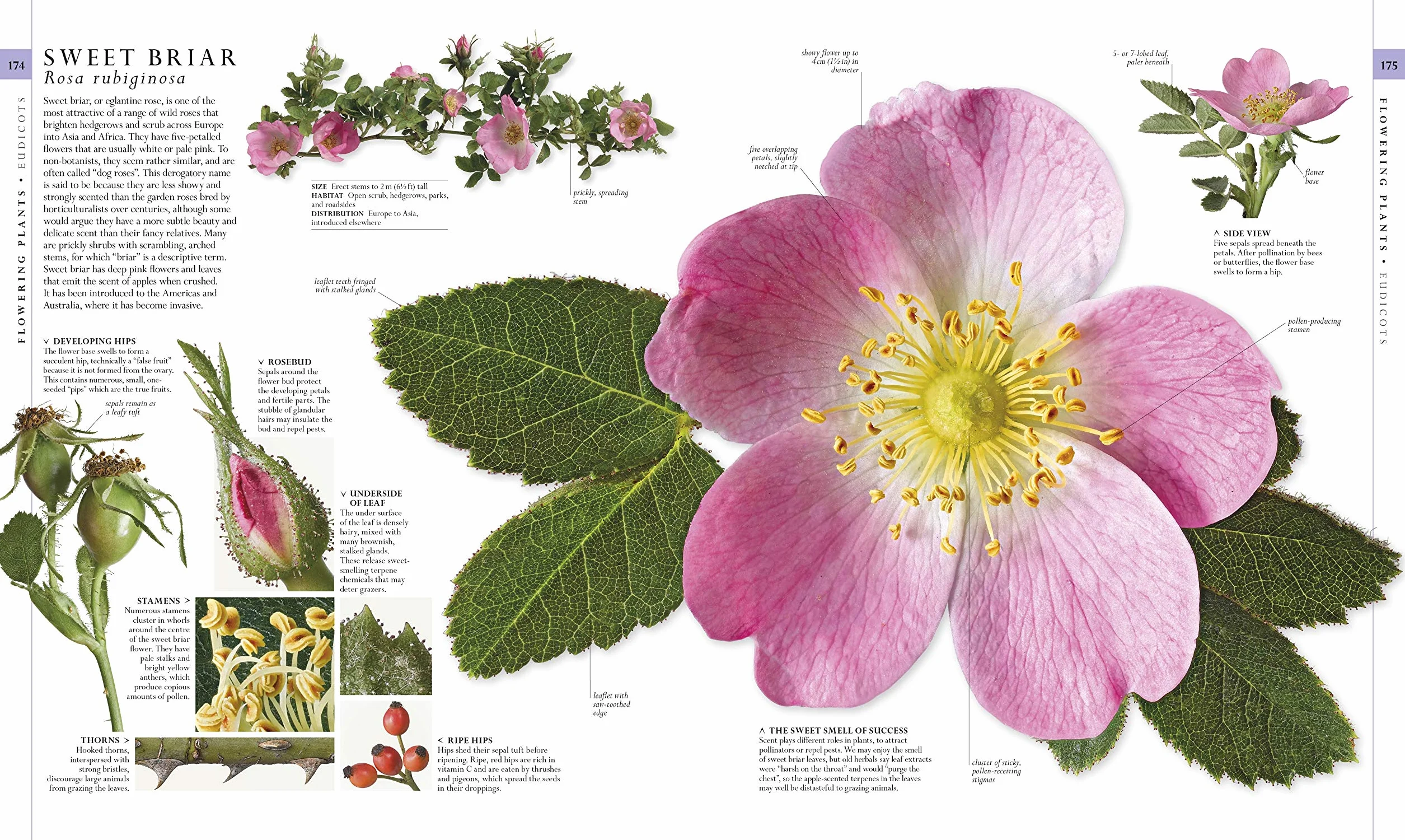 The Natural History Book: The Ultimate Visual Guide to Everything on Earth