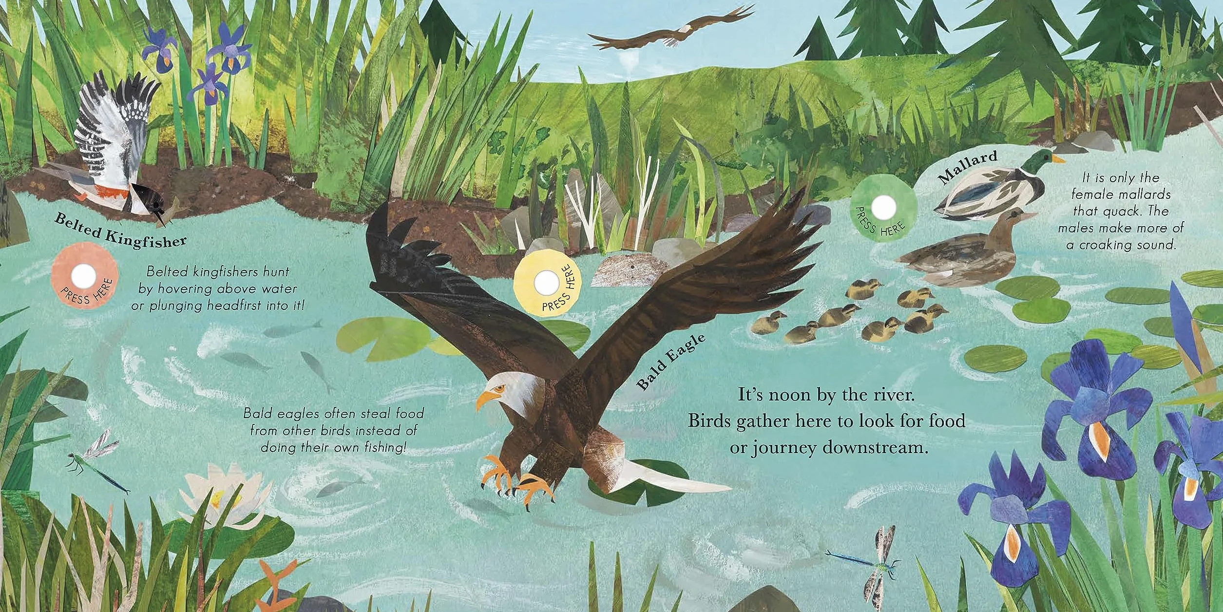 Songs of the Birds: A Guide to North American Bird Calls and Songs