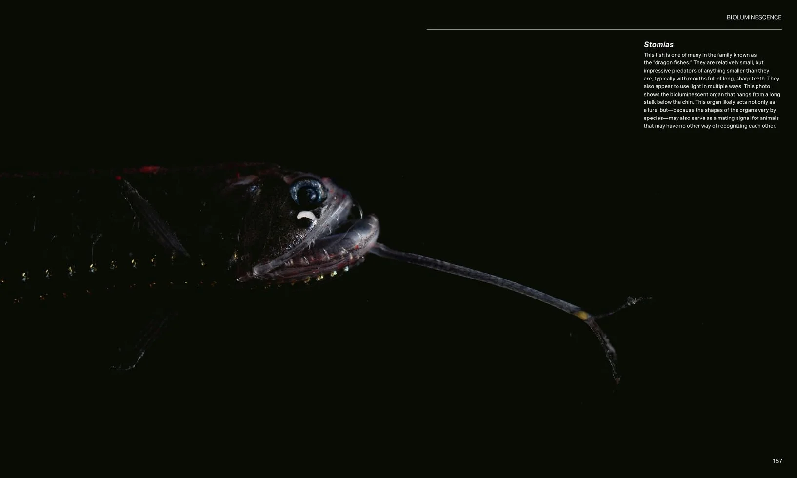 The Radiant Sea: Color and Light in the Underwater World