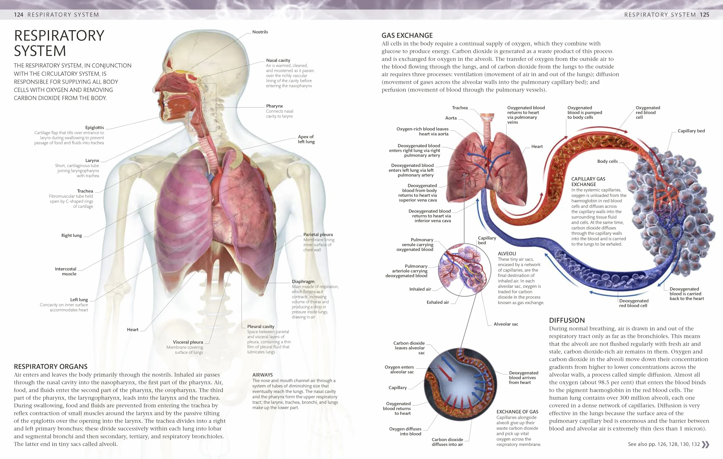 The Human Body Colouring Book: The Ultimate Anatomy Study Guide