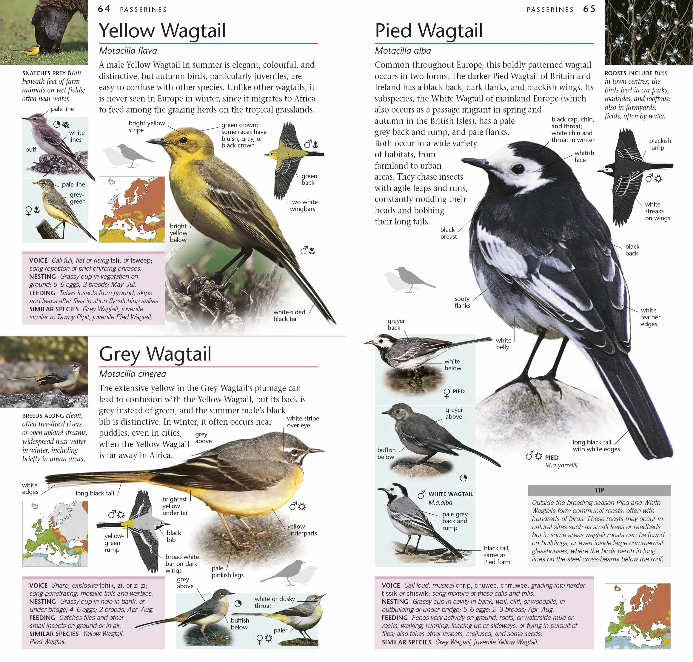 RSPB Pocket Birds of Britain and Europe 5th Edition
