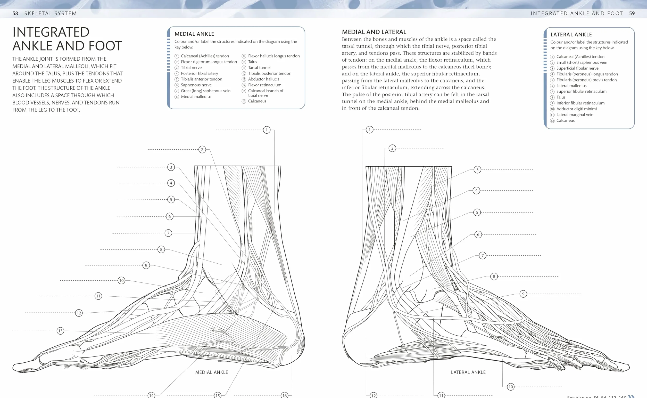 The Human Body Colouring Book: The Ultimate Anatomy Study Guide