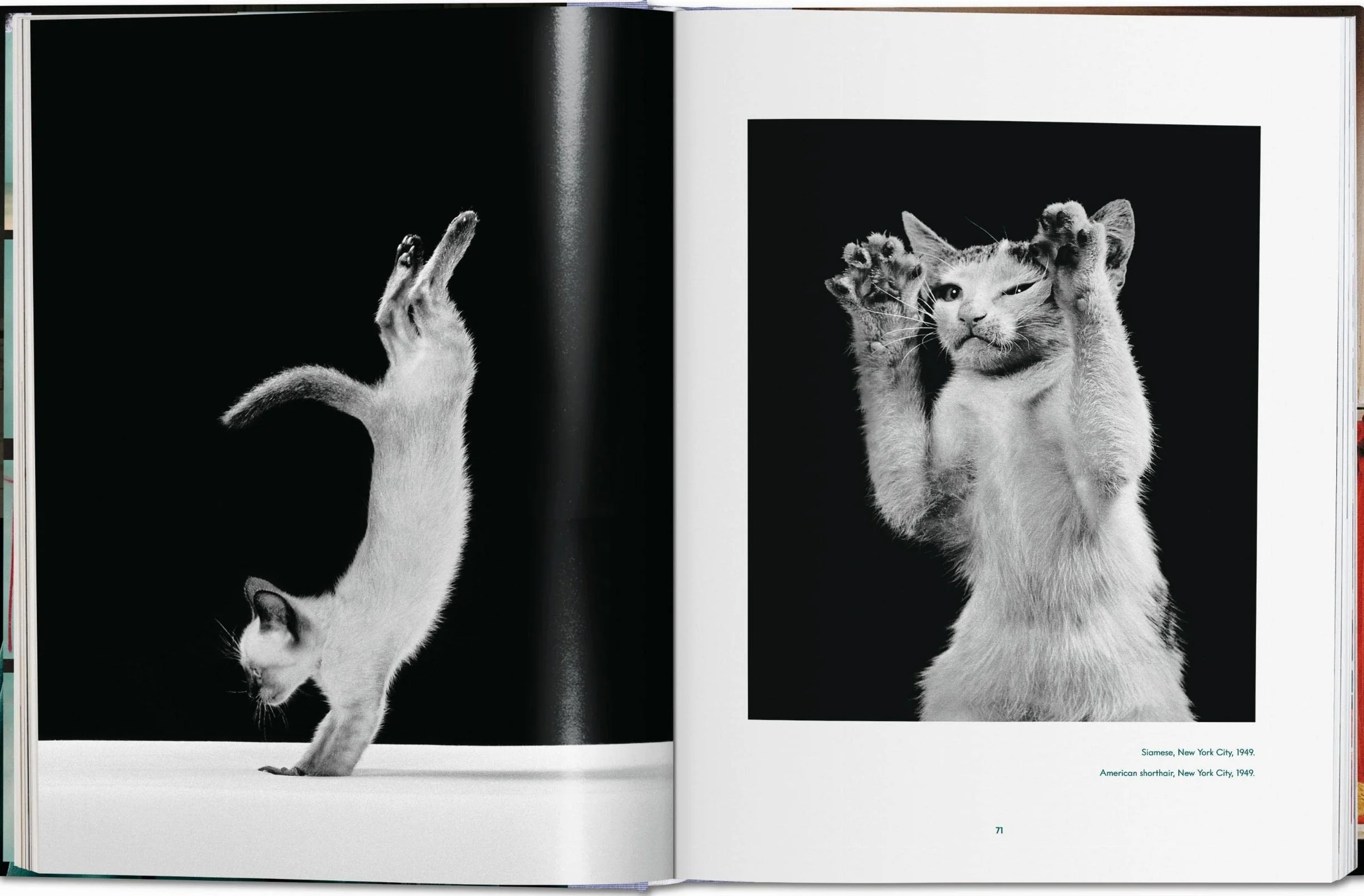Cats Photographs 1942-2018