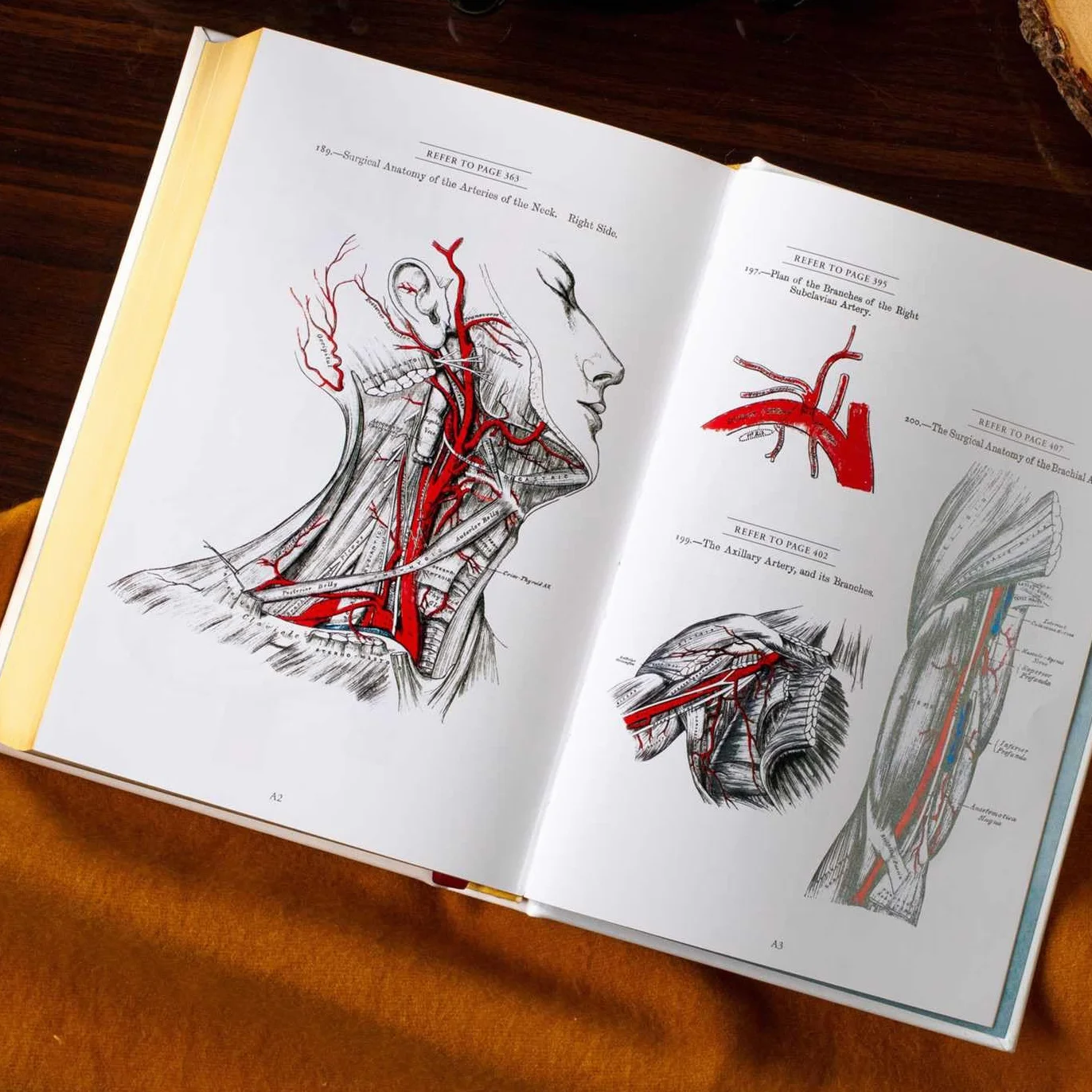 Gray's Anatomy: Descriptive and Surgical