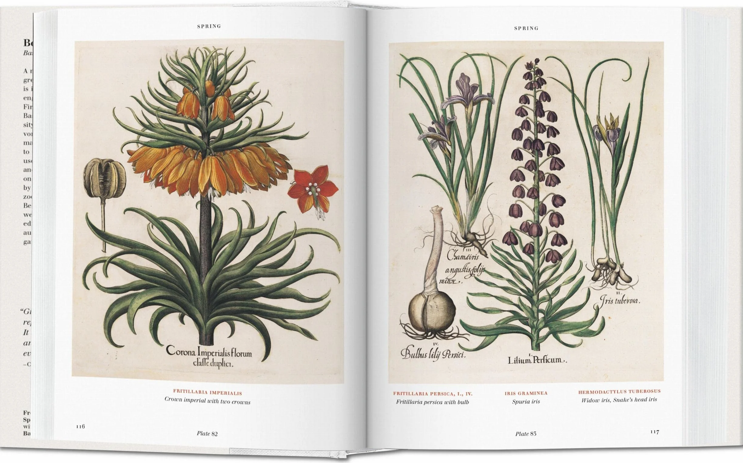 Basilius beslers florilegium the book of plants anglais