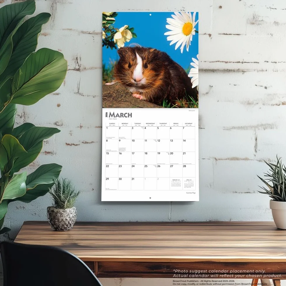 Guinea Pigs Meerschweinschen 2026 16-Monatskalender Original BrownTrout-Kalender Mehrsprachig