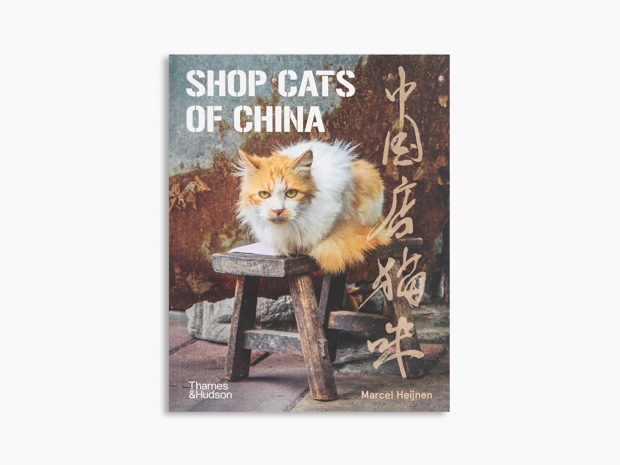City Cats of Istanbul /anglais