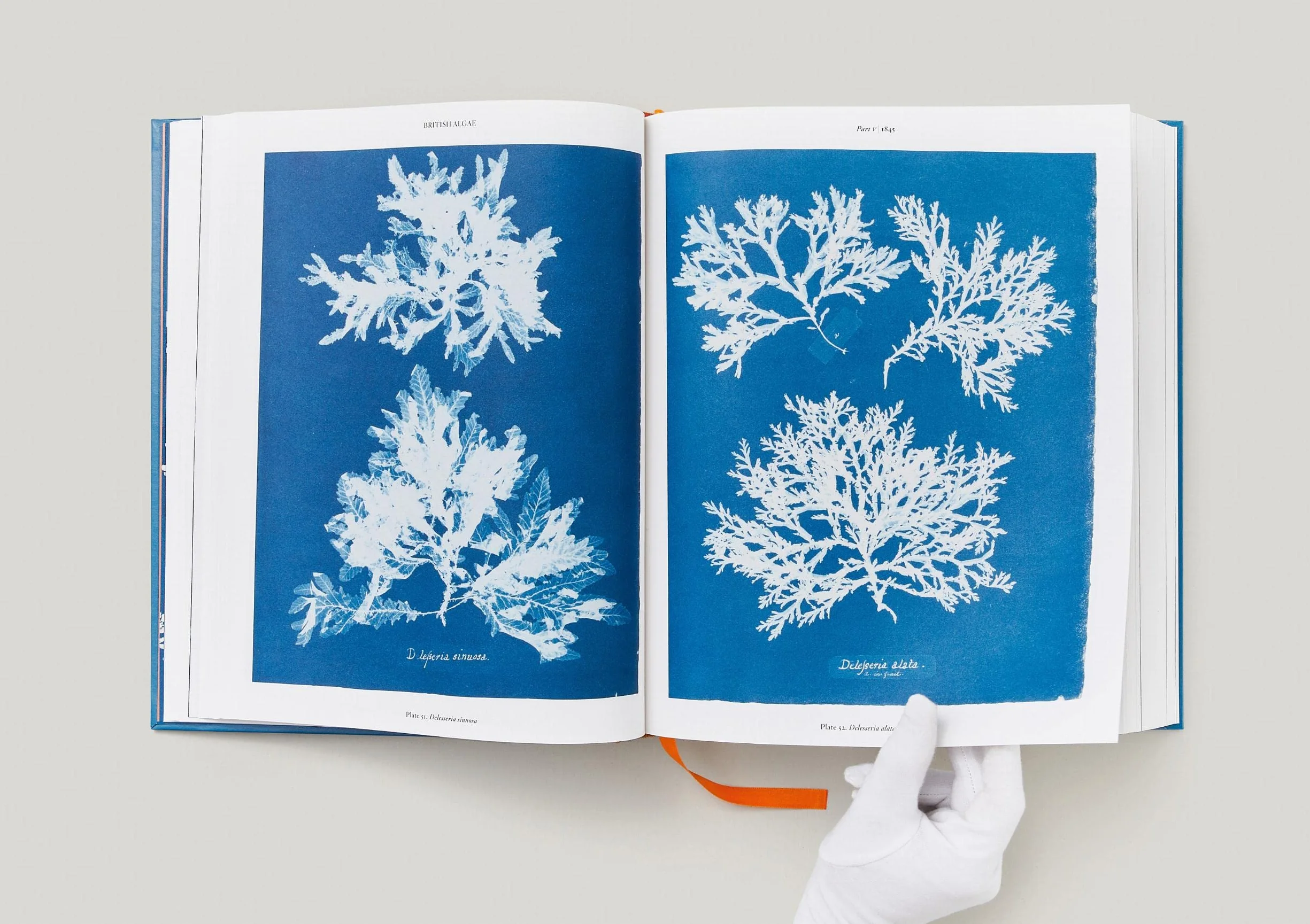Anna Atkins. Cyanotypes