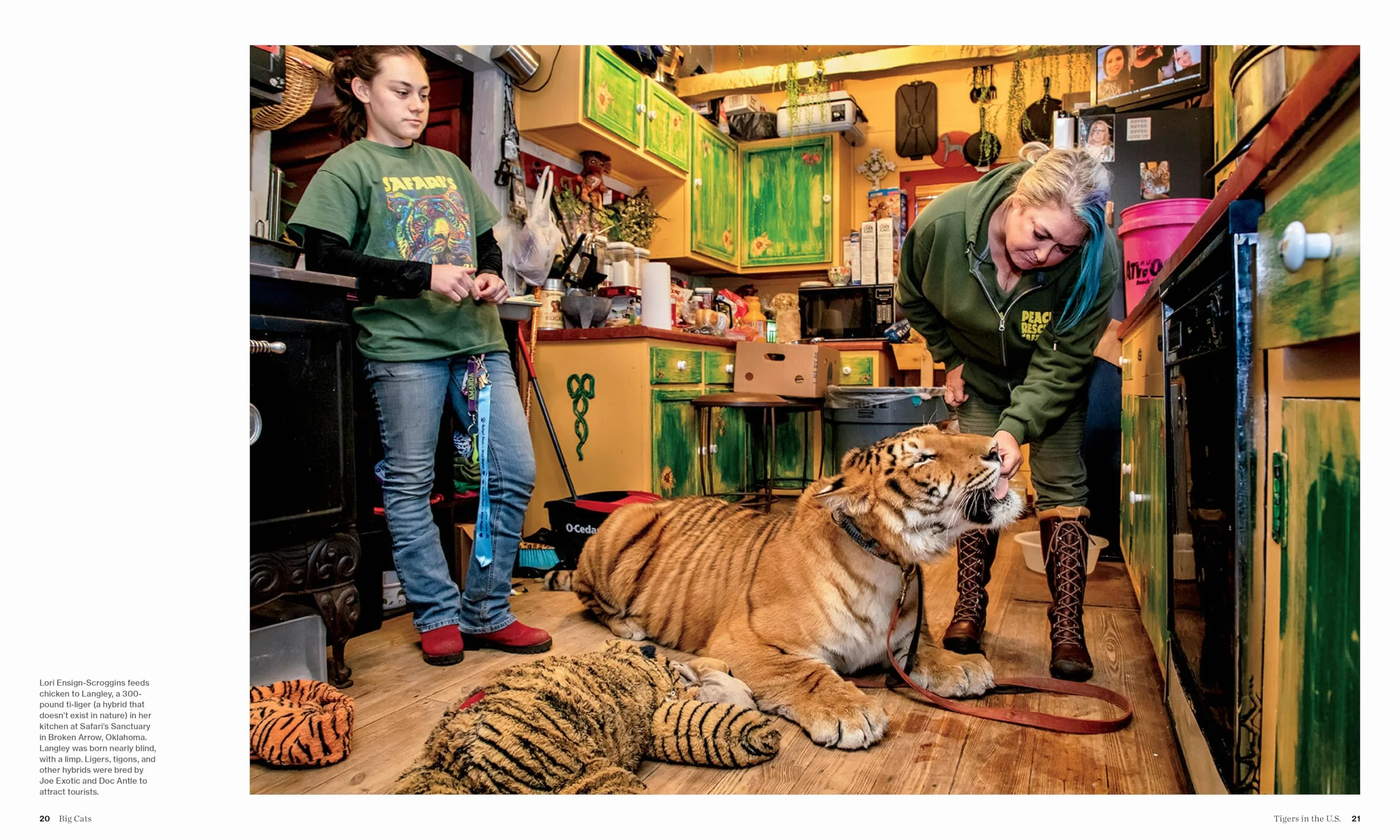 Big Cats
