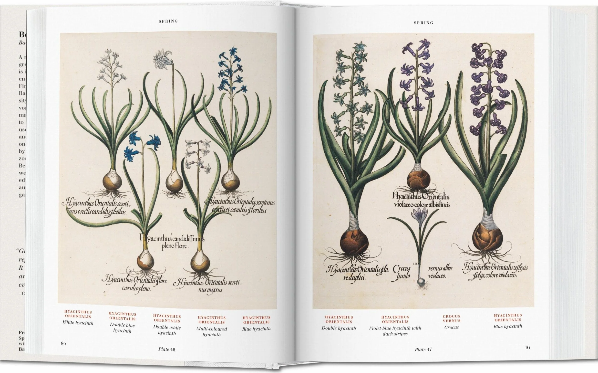 Basilius beslers florilegium the book of plants anglais