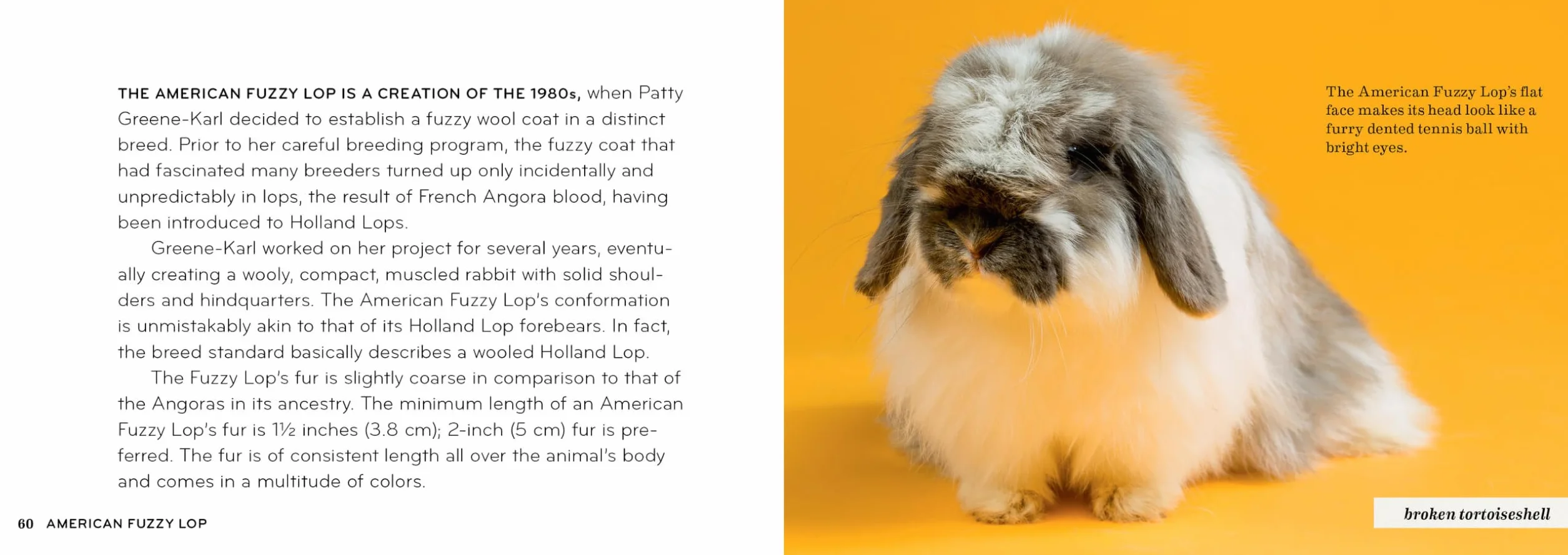 Rabbit Breeds: Pocket Guide to 49 Essential Breeds