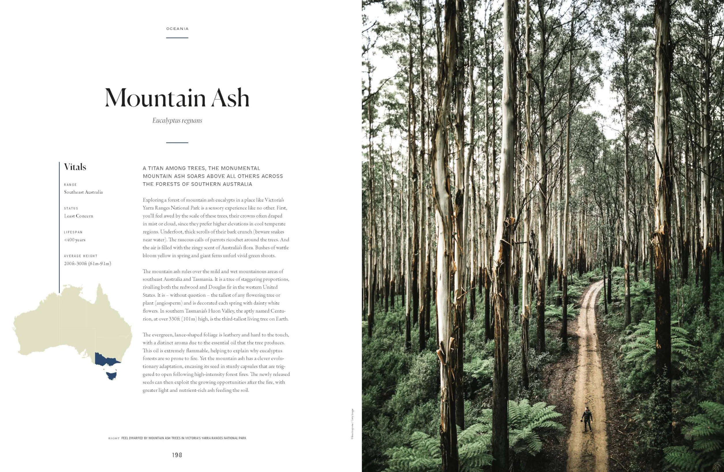 The Tree Atlas 1 -anglais-: 50 Magnificent Species Across the Planet | Practical Travel Advice to See Each Natural Wonder | Exquisite Photography & Illustrations