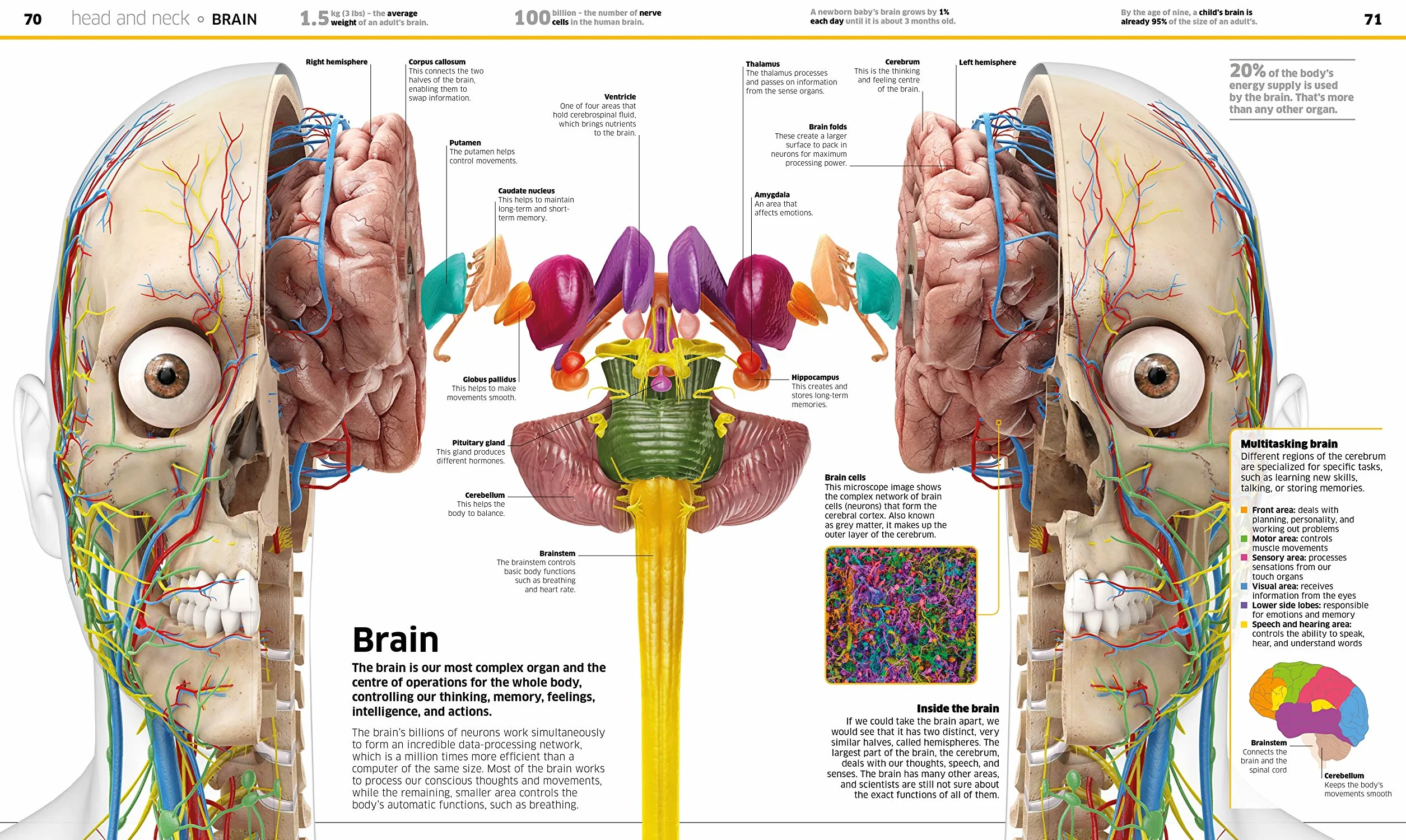 Knowledge Encyclopedia Human Body! (Knowledge Encyclopedias): Human Anatomy as You've Never Seen It Before