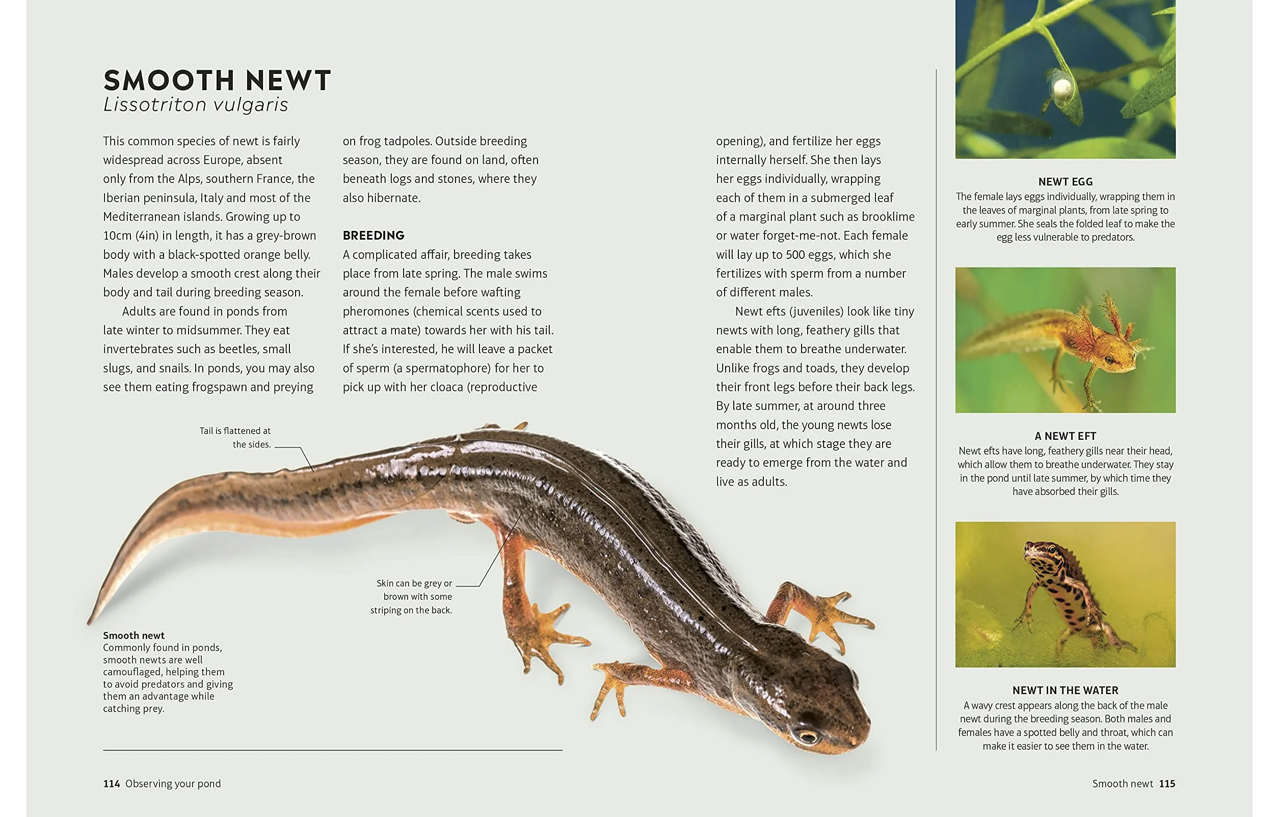 RHS How to Create a Wildlife Pond: Plan, Dig, and Enjoy a Natural Pond