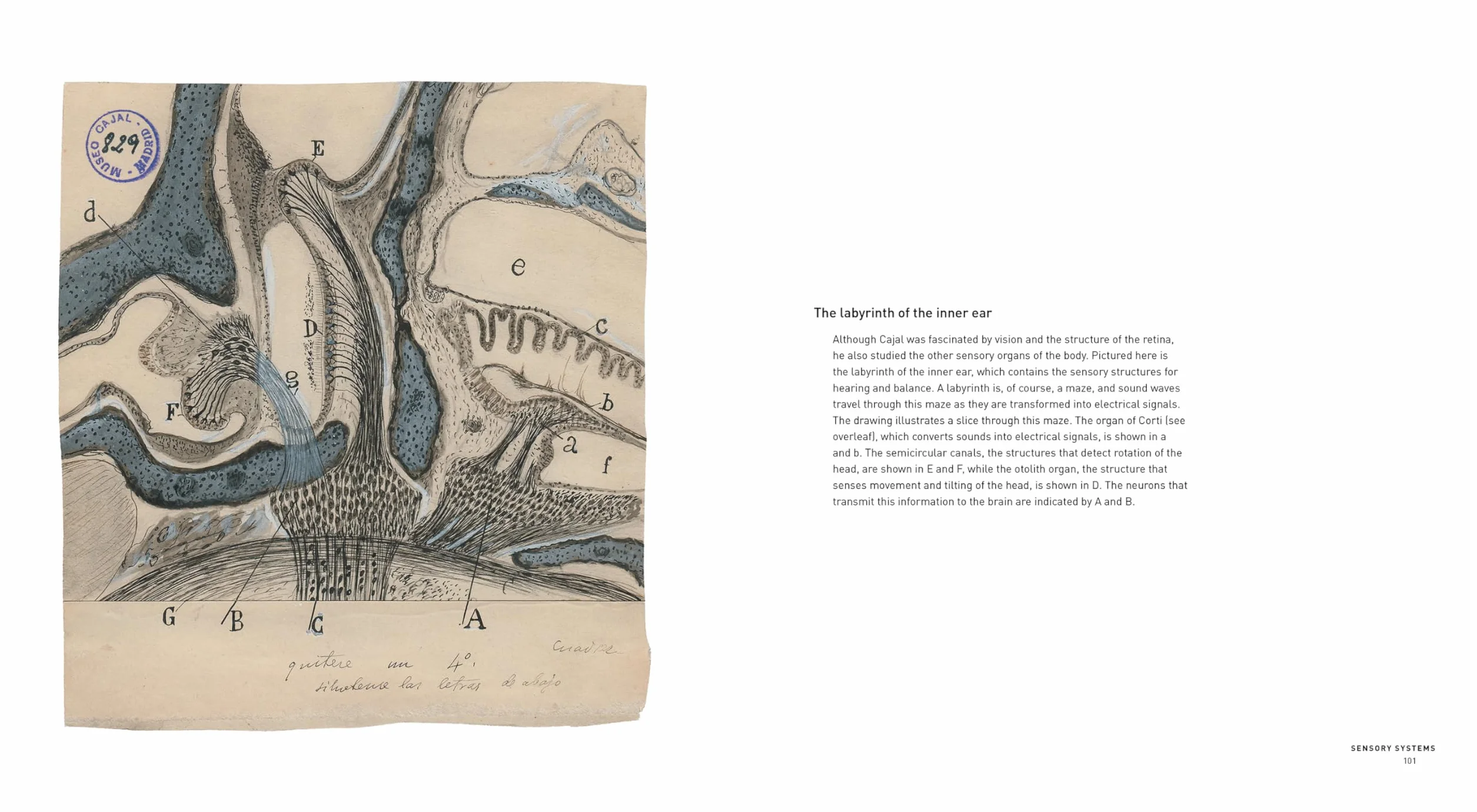 The Beautiful Brain: The Drawings of Santiago Ramon Y Cajal