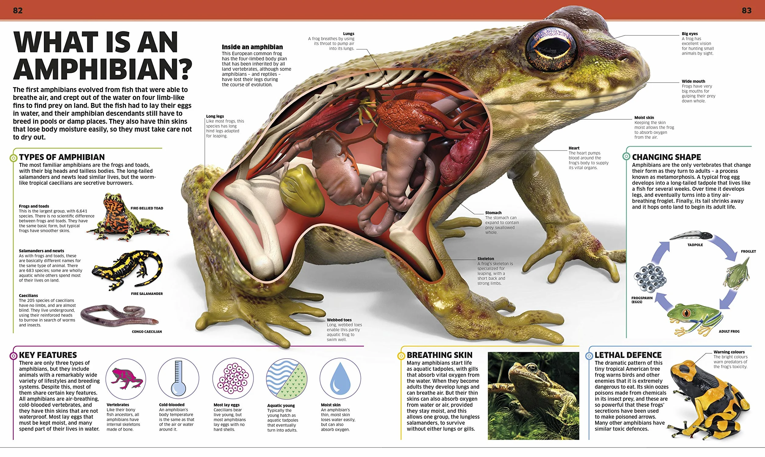 Knowledge Encyclopedia Animal!: The Animal Kingdom as you've Never Seen it Before
