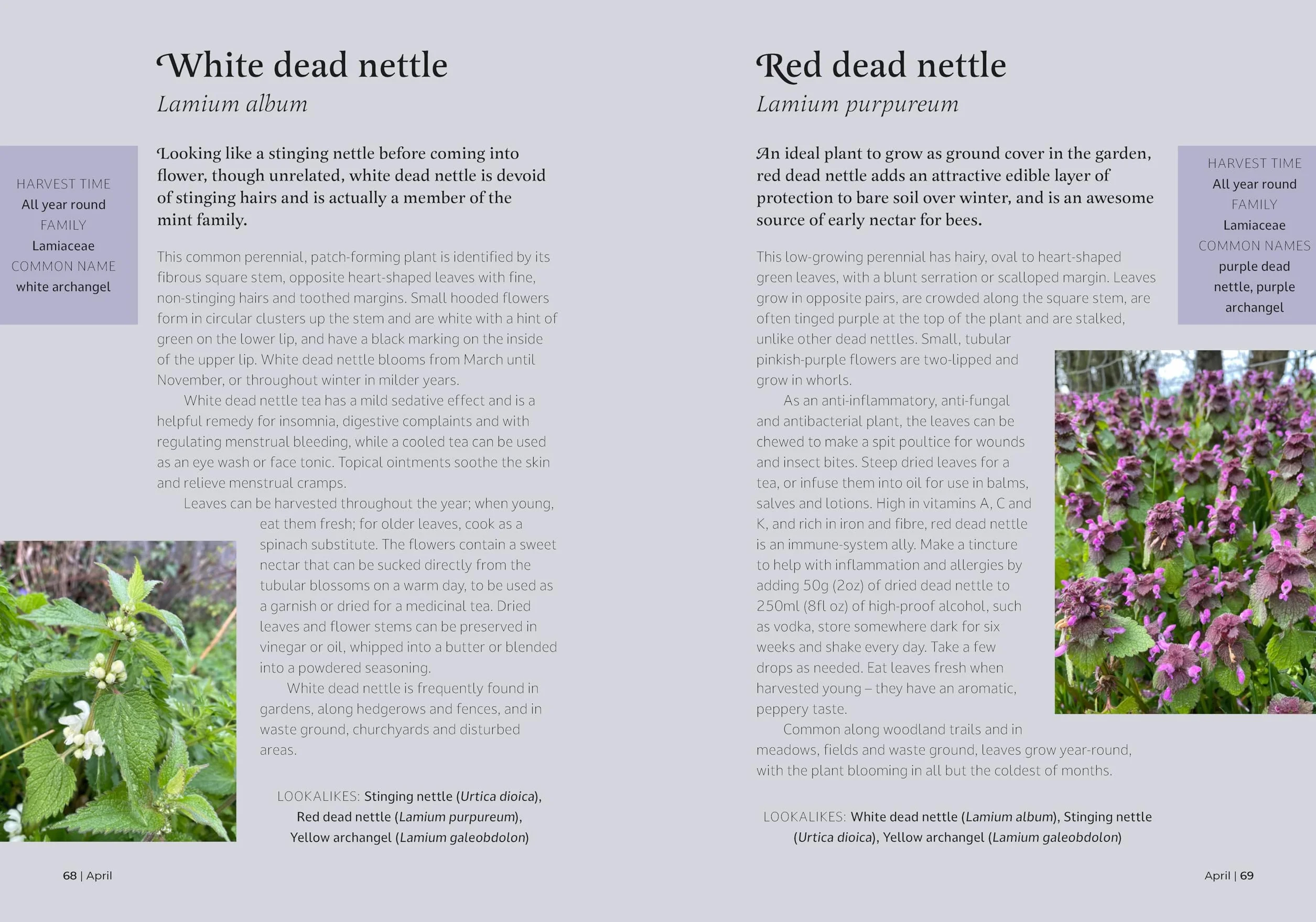 The Forager's Almanac: A Year of Sustainable Gathering, Growing, Recipes and Wildcraft
