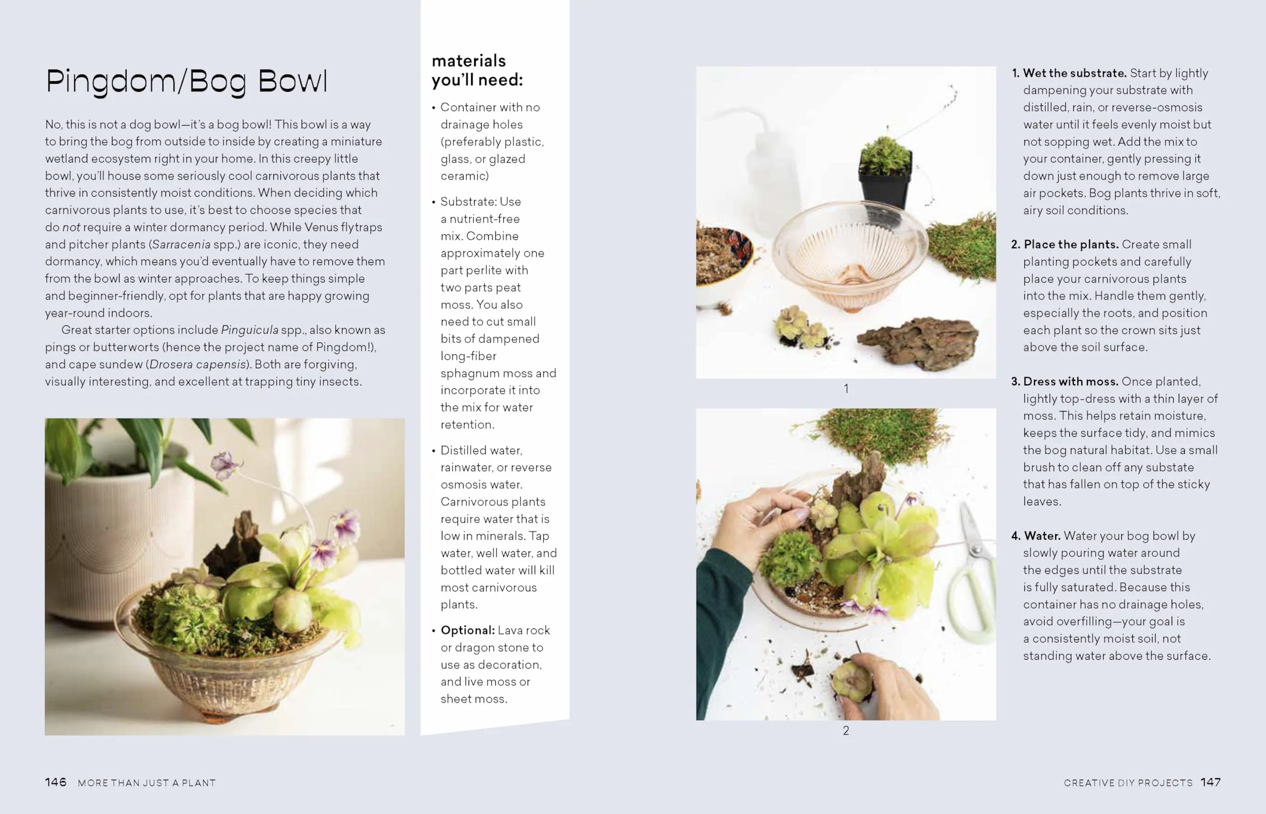 How to Care for Plants: Plant Care Guide
