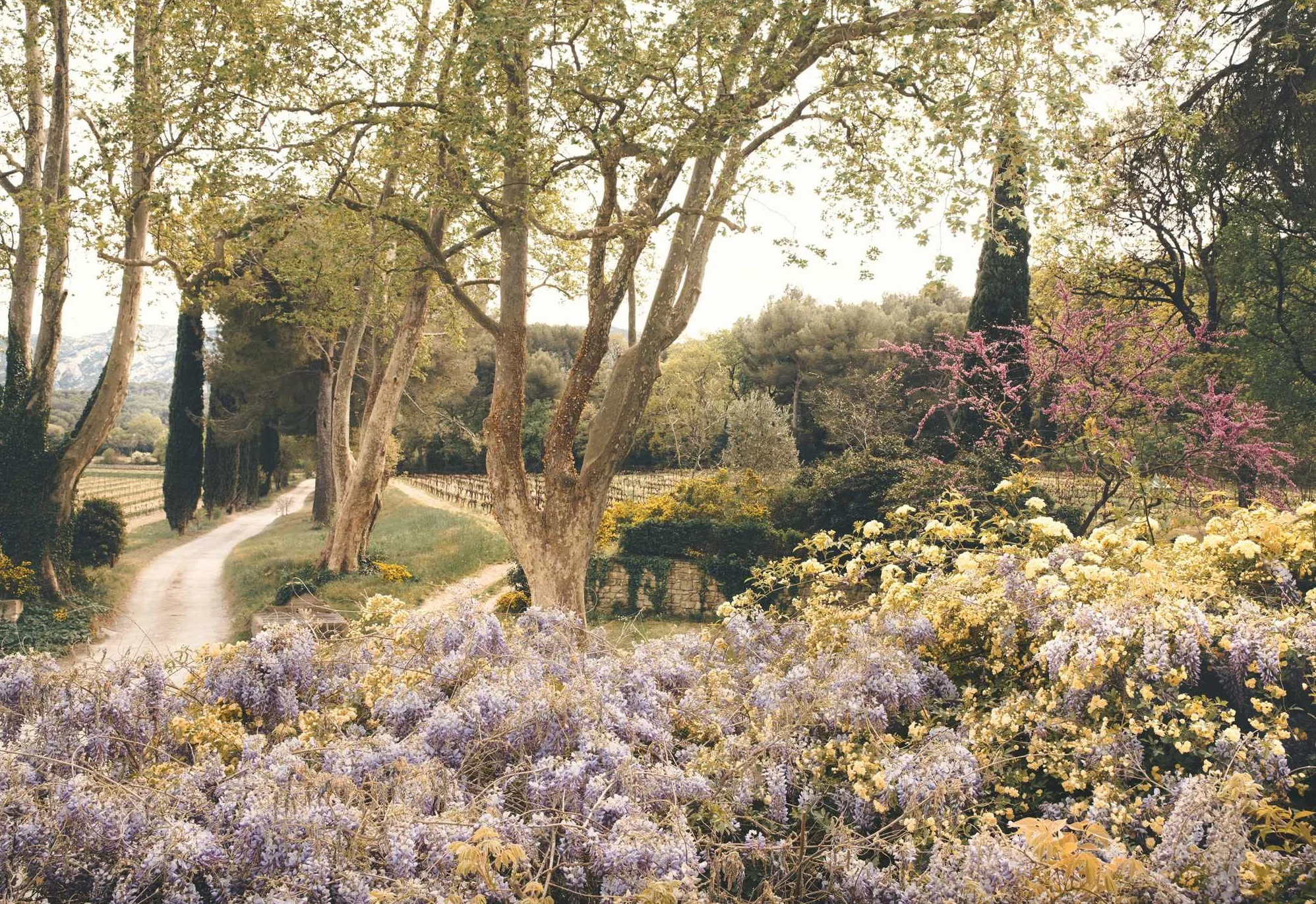 An American in Provence: Art, Life and Photography
