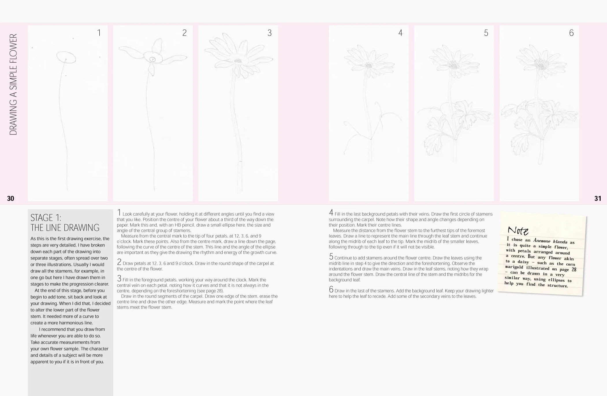 Botanical Drawing: A Step-By-Step Guide to Drawing Flowers, Vegetables, Fruit and Plant Life