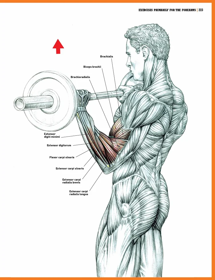 The Strength Training Anatomy Workout II: Building Strength and Power with Free Weights and Machines: v. 2
