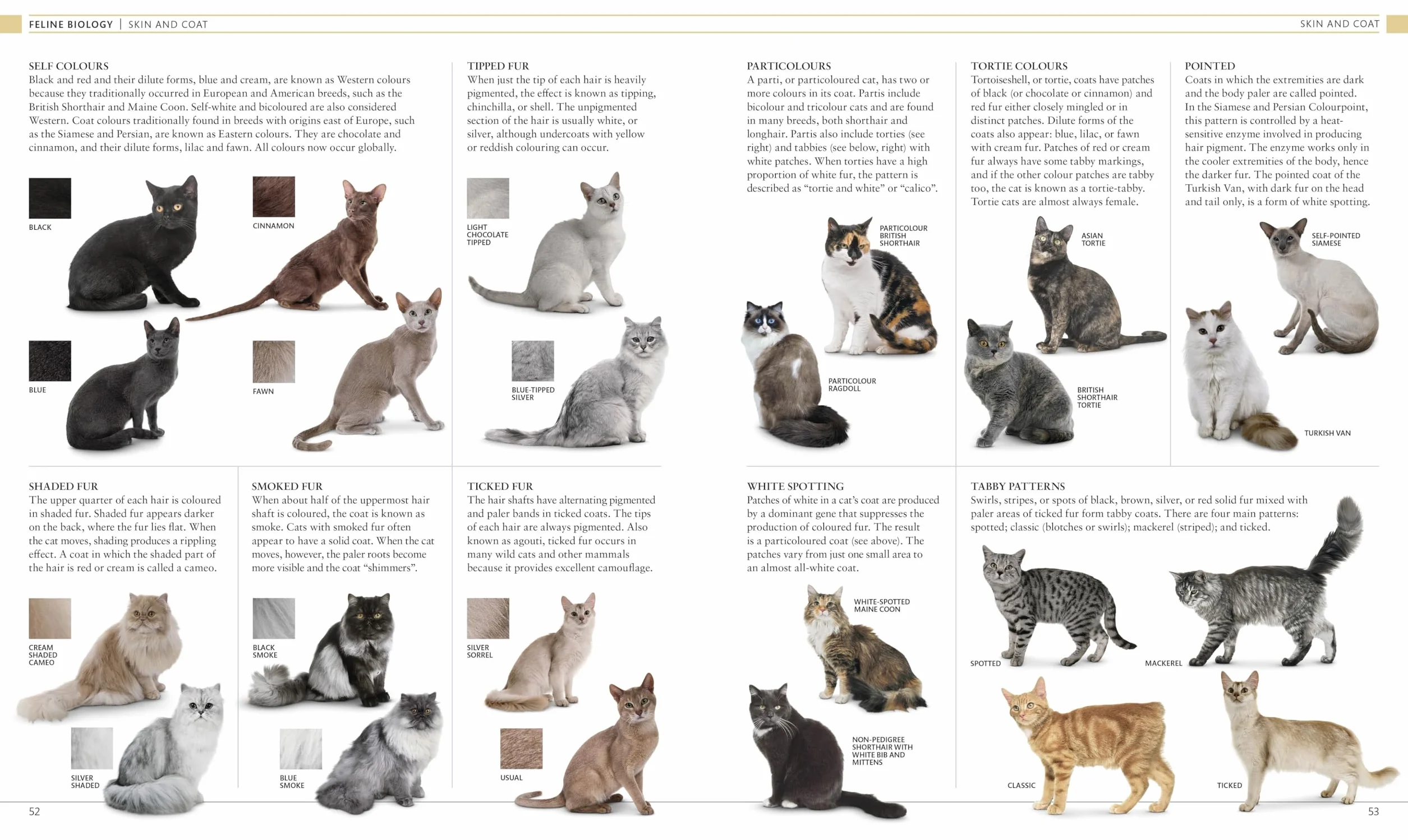 The Cat Encyclopedia: The Definitive Visual Guide