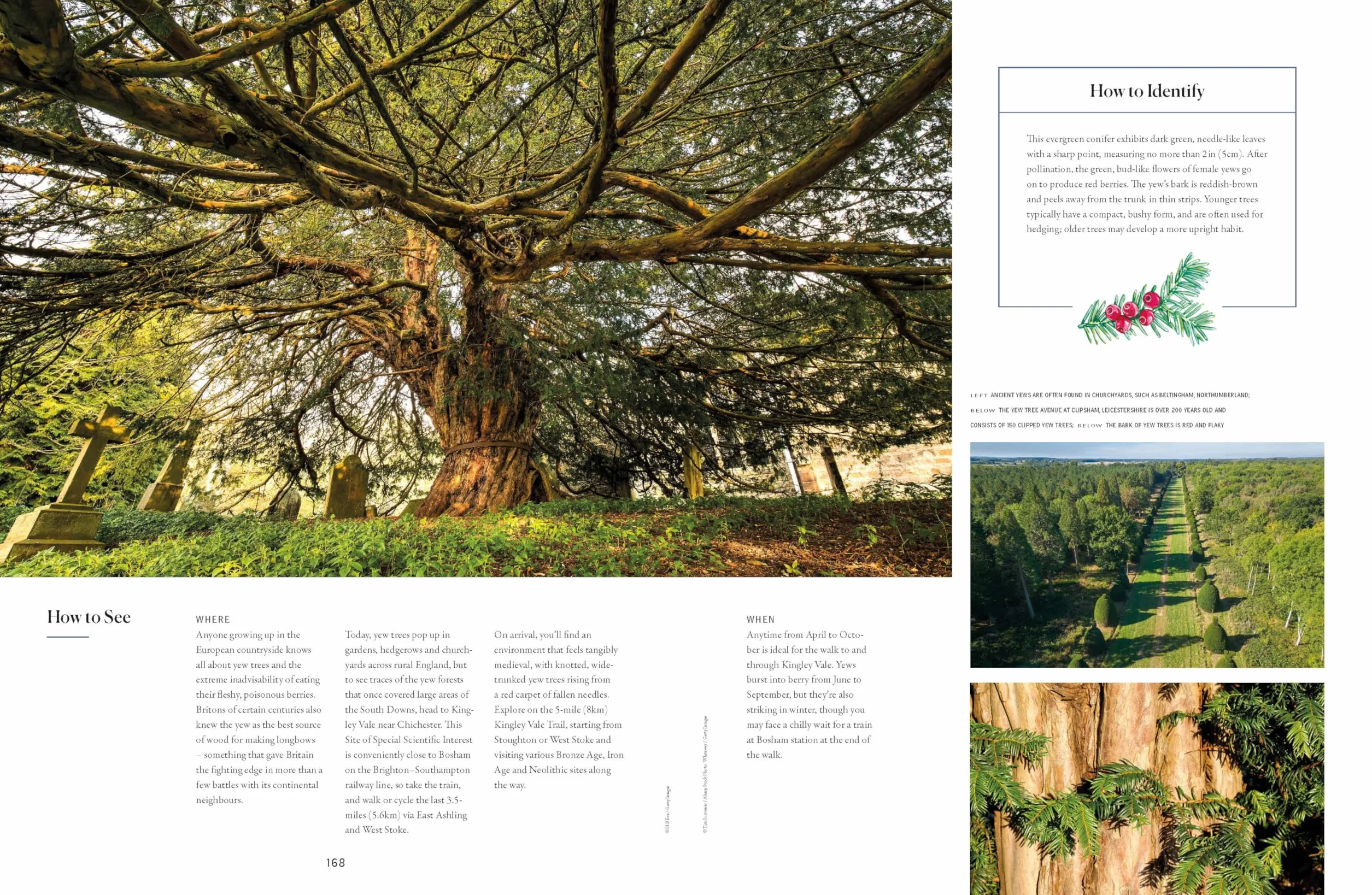 The Tree Atlas 1 -anglais-: 50 Magnificent Species Across the Planet | Practical Travel Advice to See Each Natural Wonder | Exquisite Photography & Illustrations